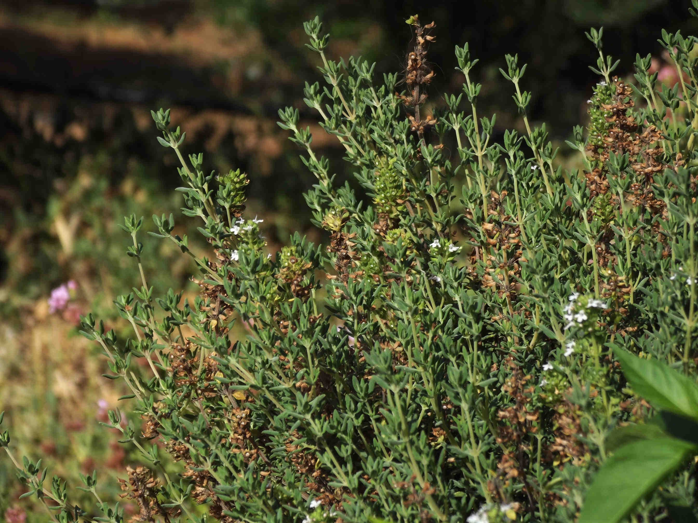 Thyme honey: characteristics and benefits