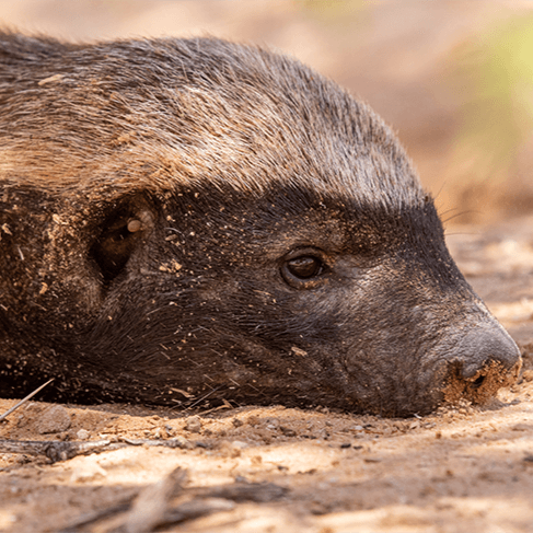 honey badger IUCN