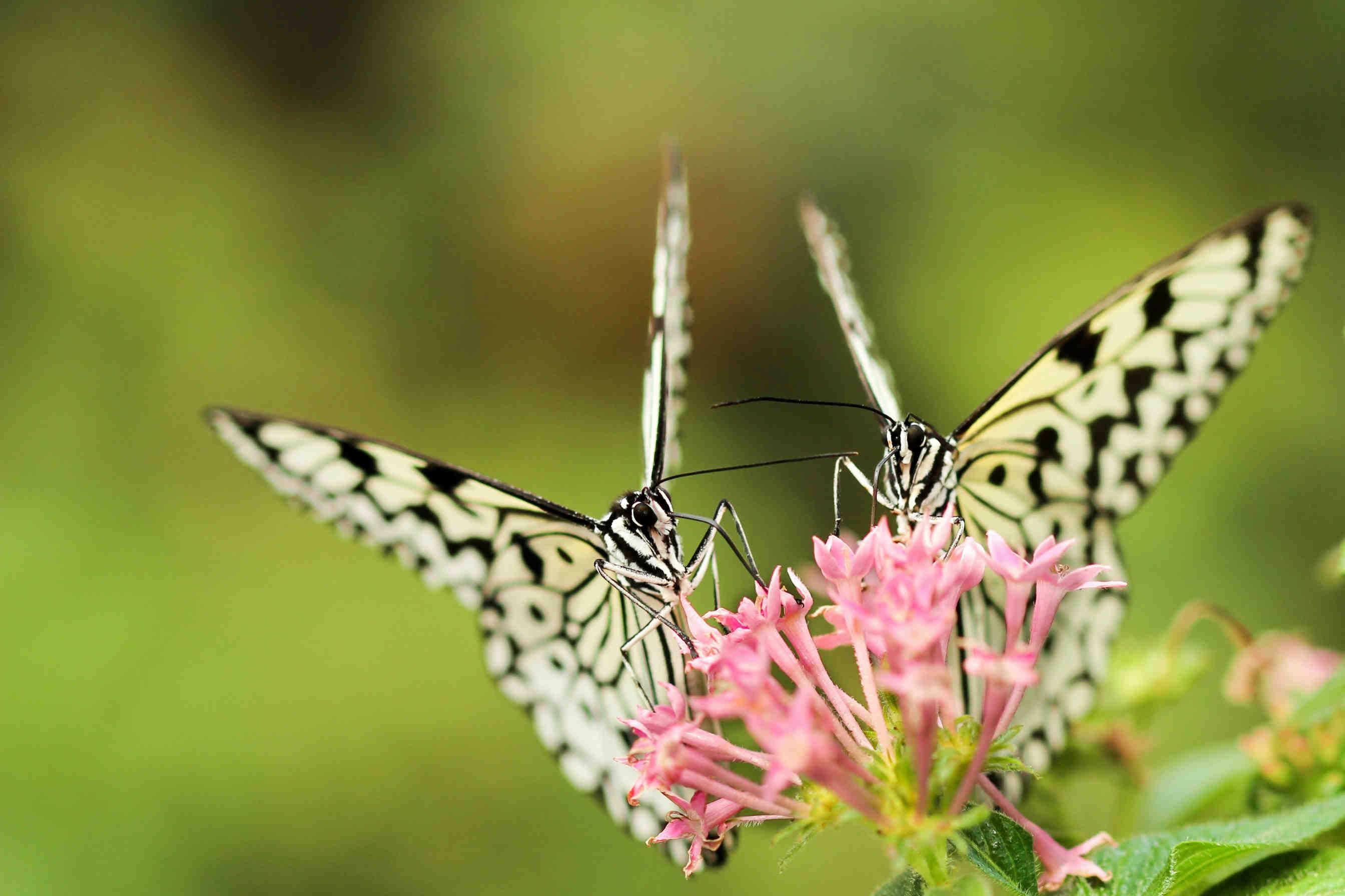 3bee-blog-le-soluzioni-naturali-per-citta-resilienti