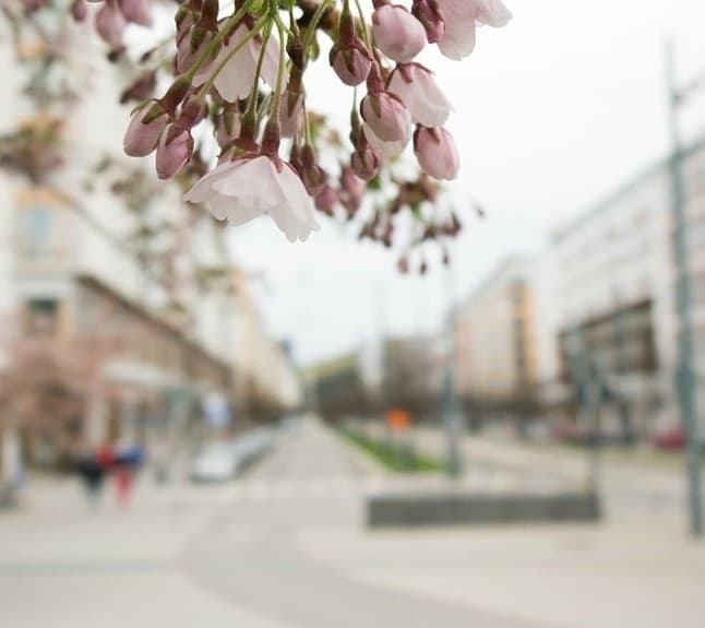 Tree flowers in city