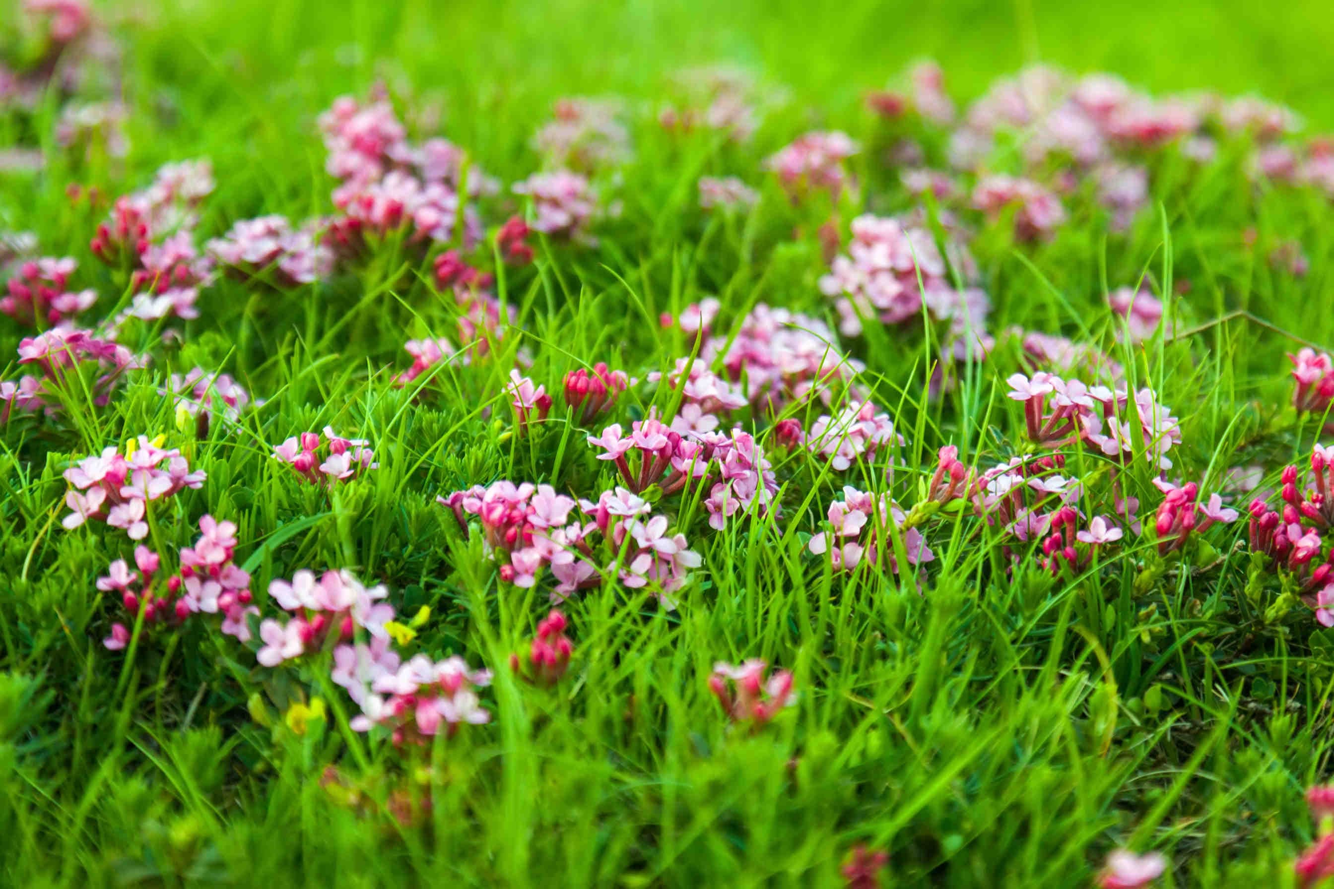 prato con fiori