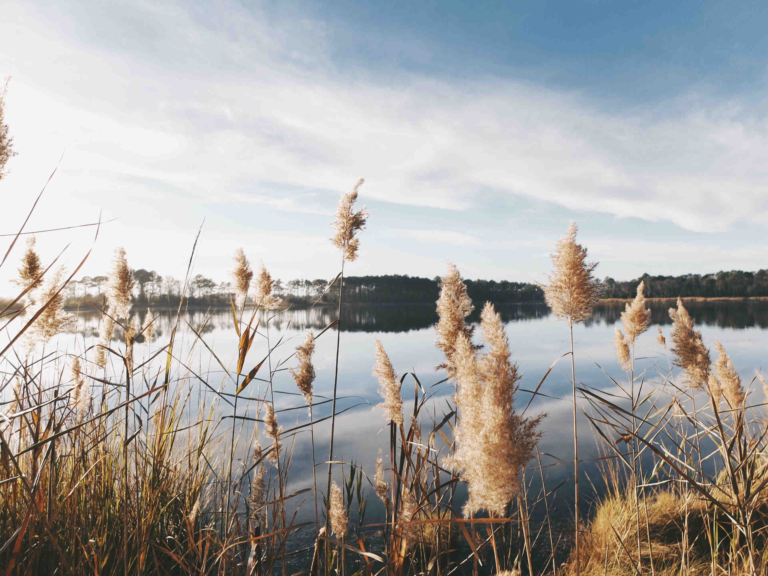 Lake-woods