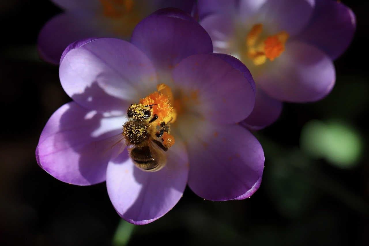insetto impollinatore