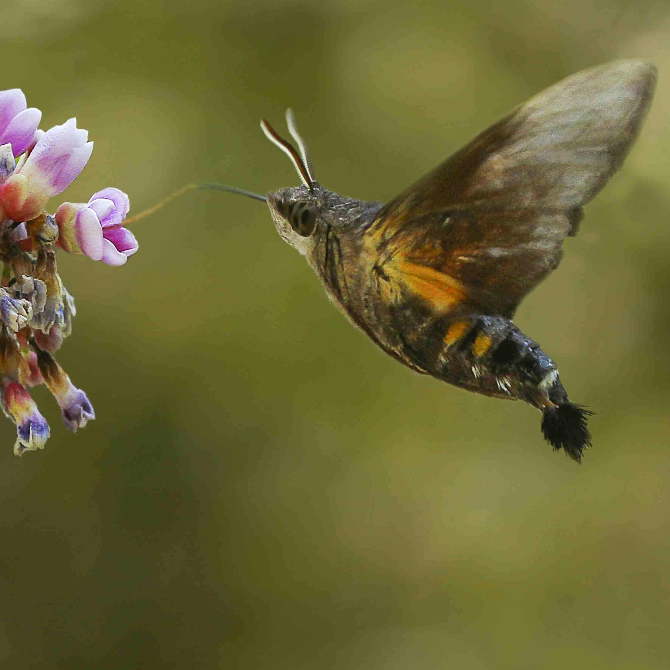 falena colibrì
