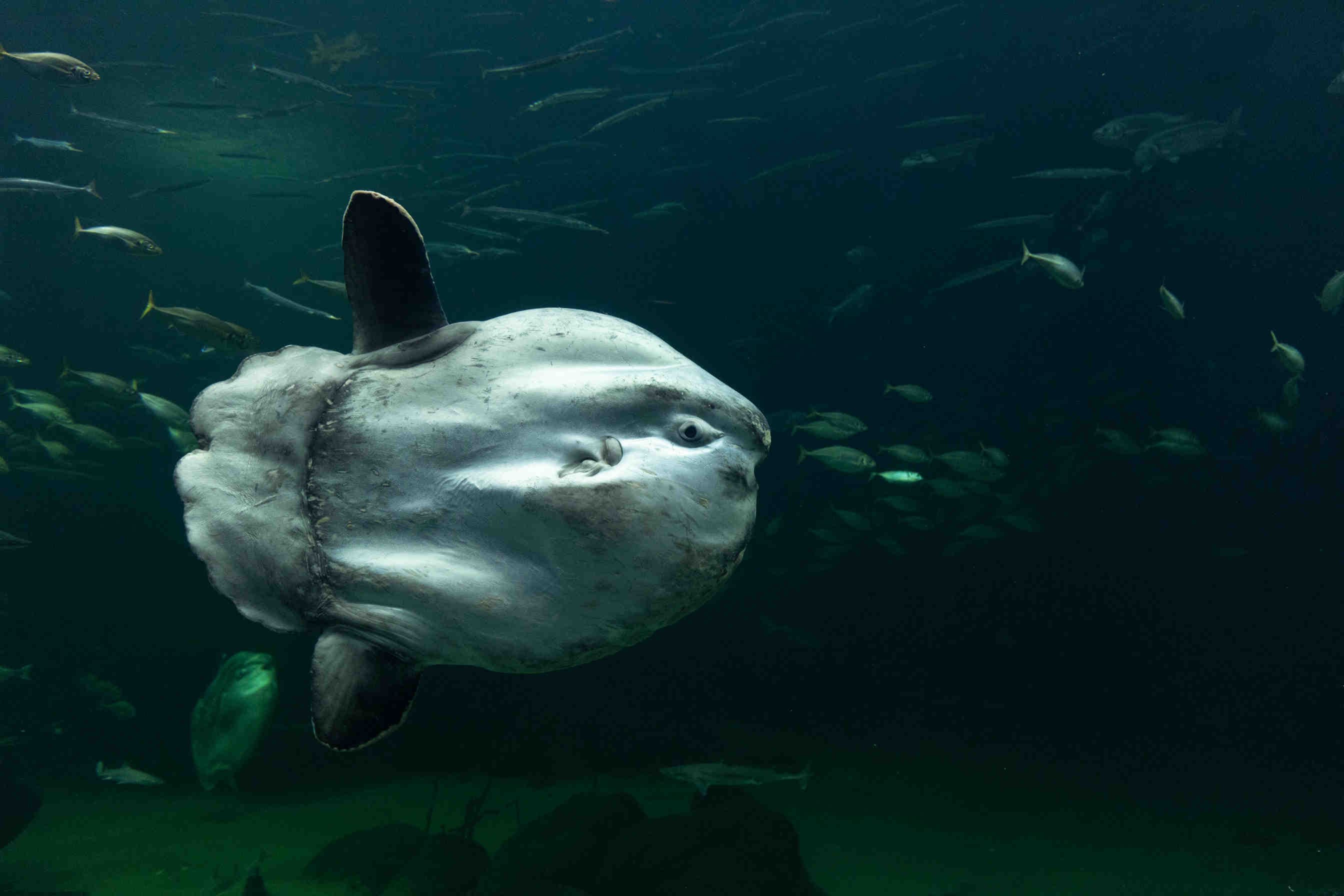 pesce luna ocean sunfish mola mola
