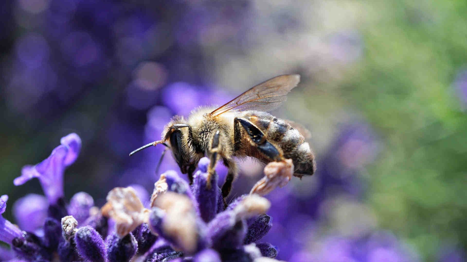 ape su fiore viola