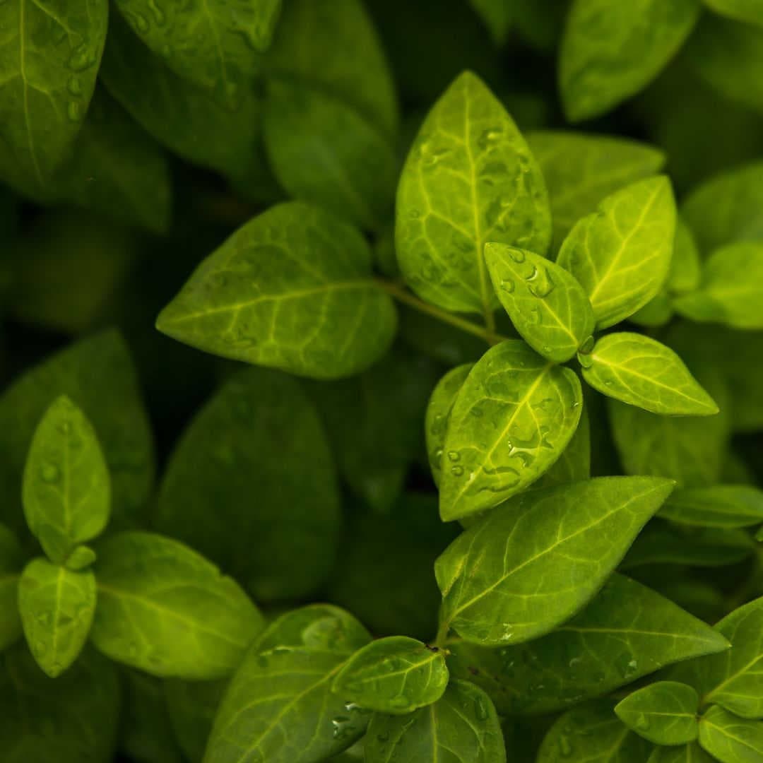Direttiva Claim Green