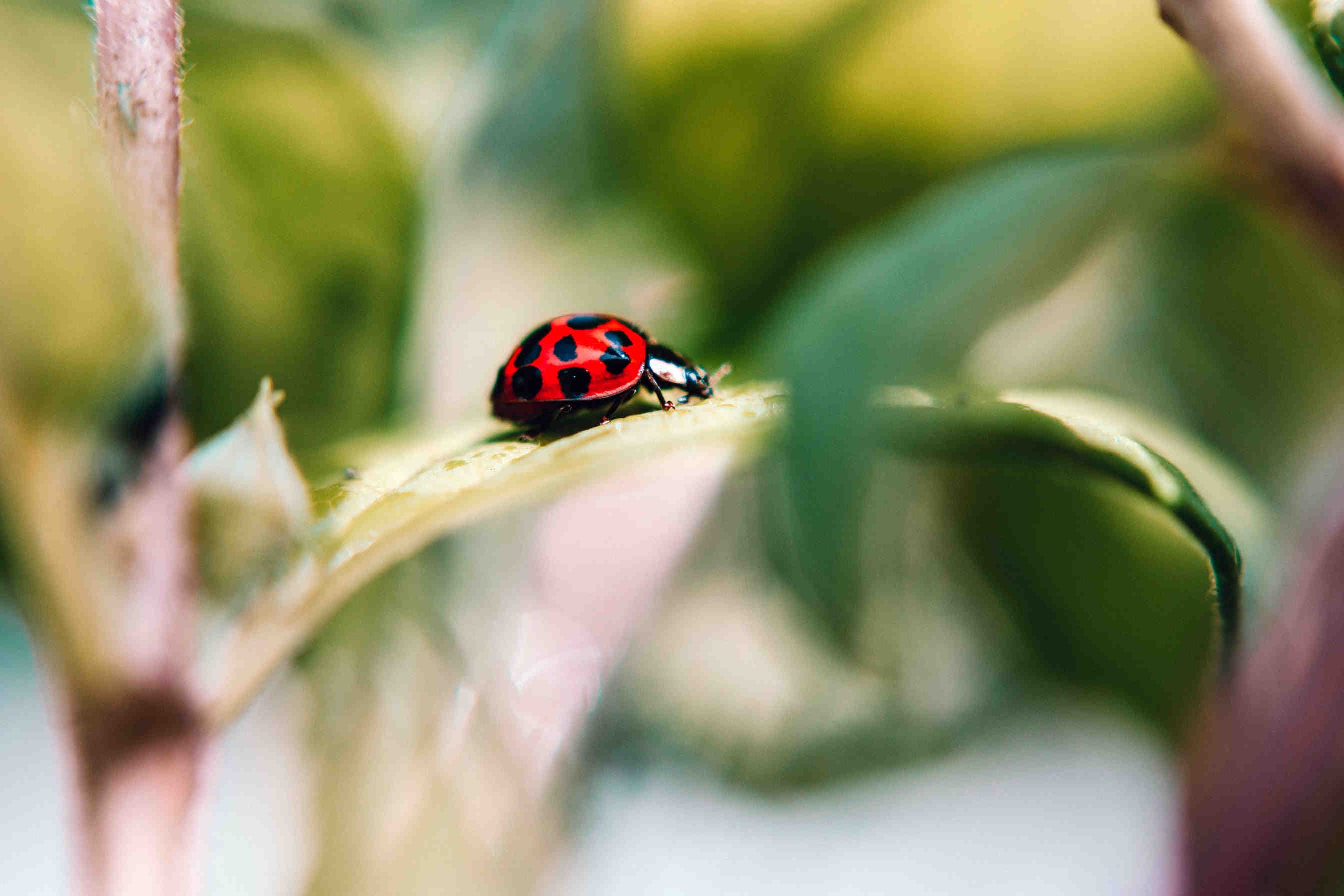 coccinella