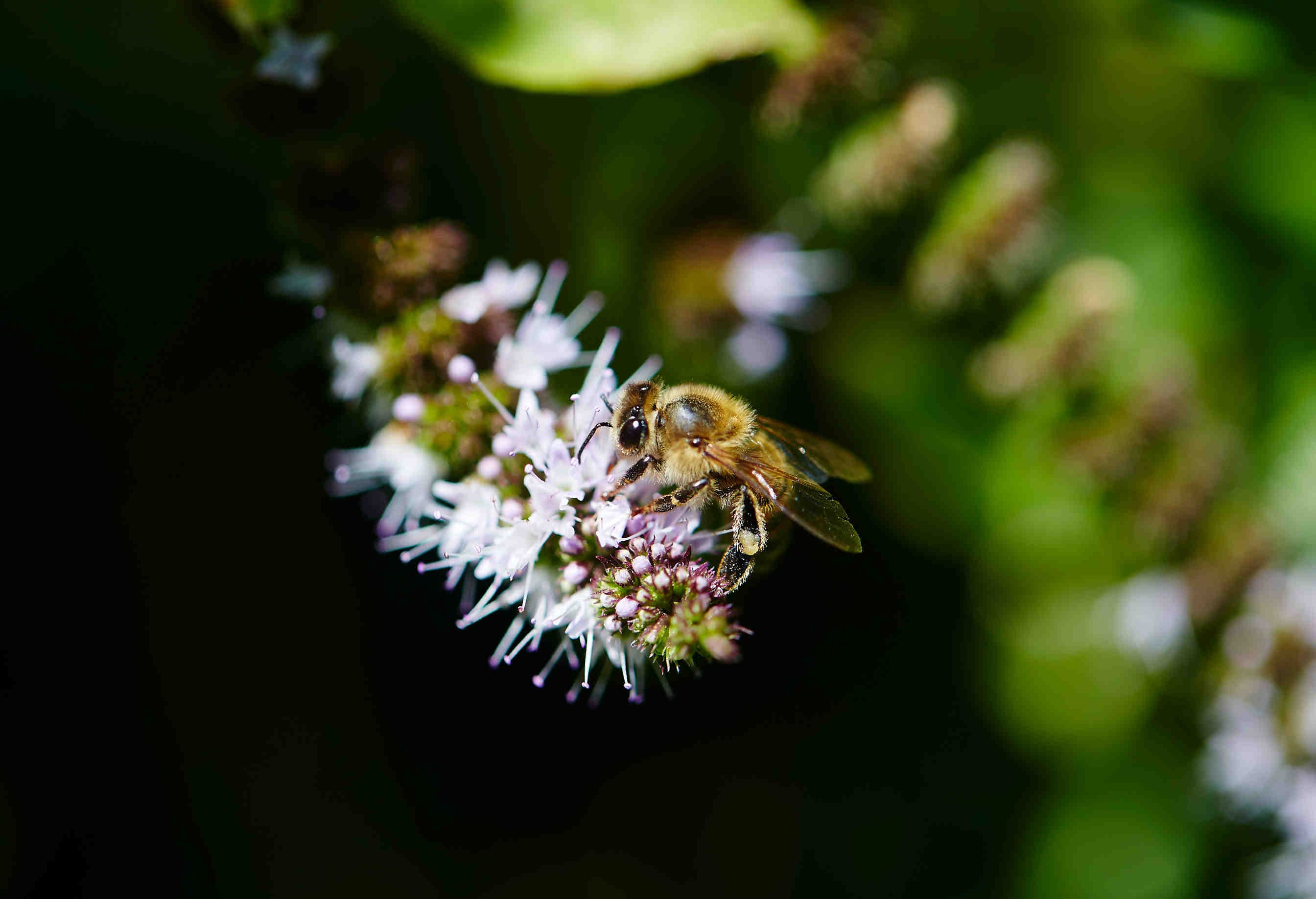 ape su fiore