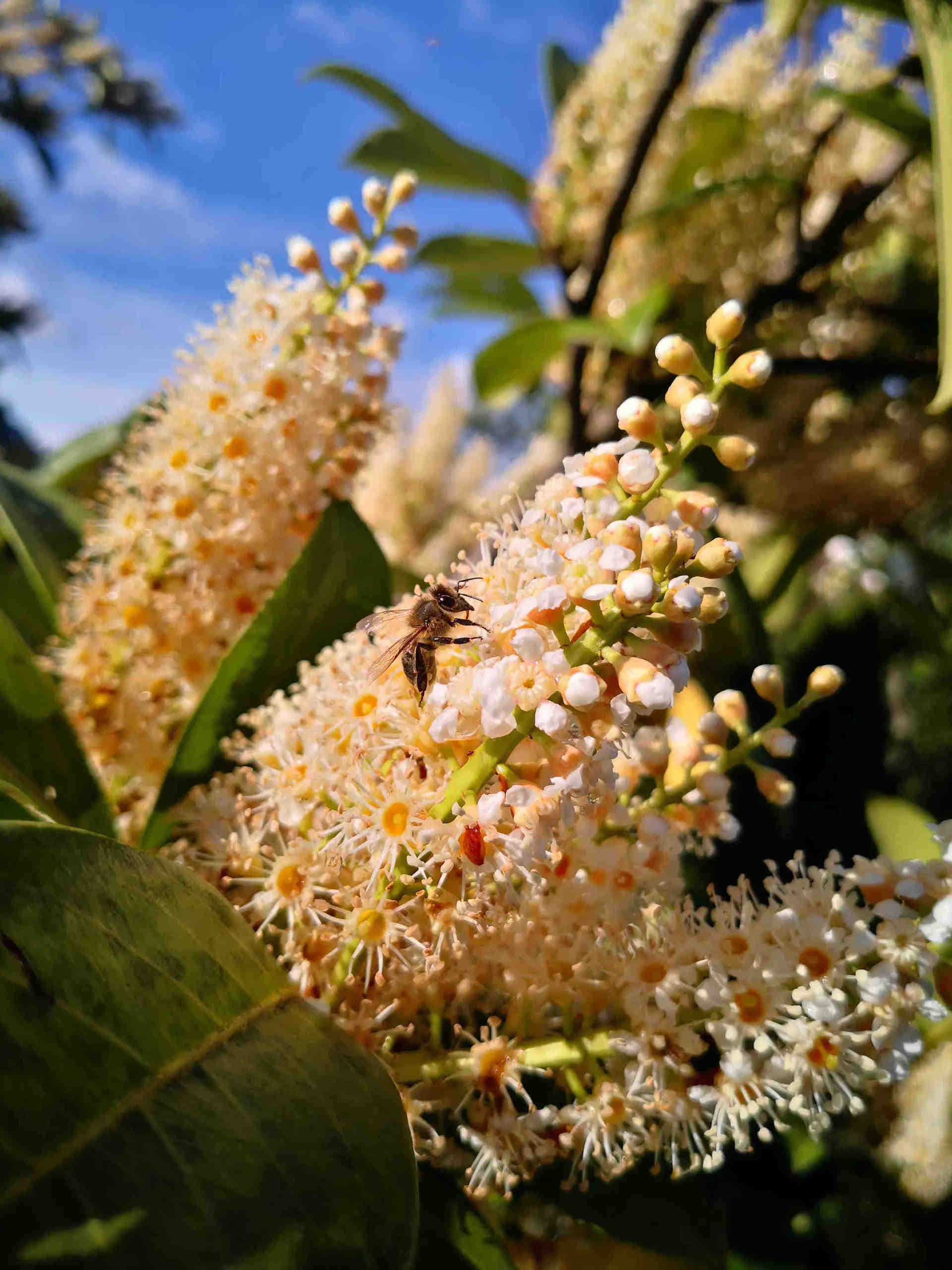 Journée de l'abeille : comment contribuer à sa protection