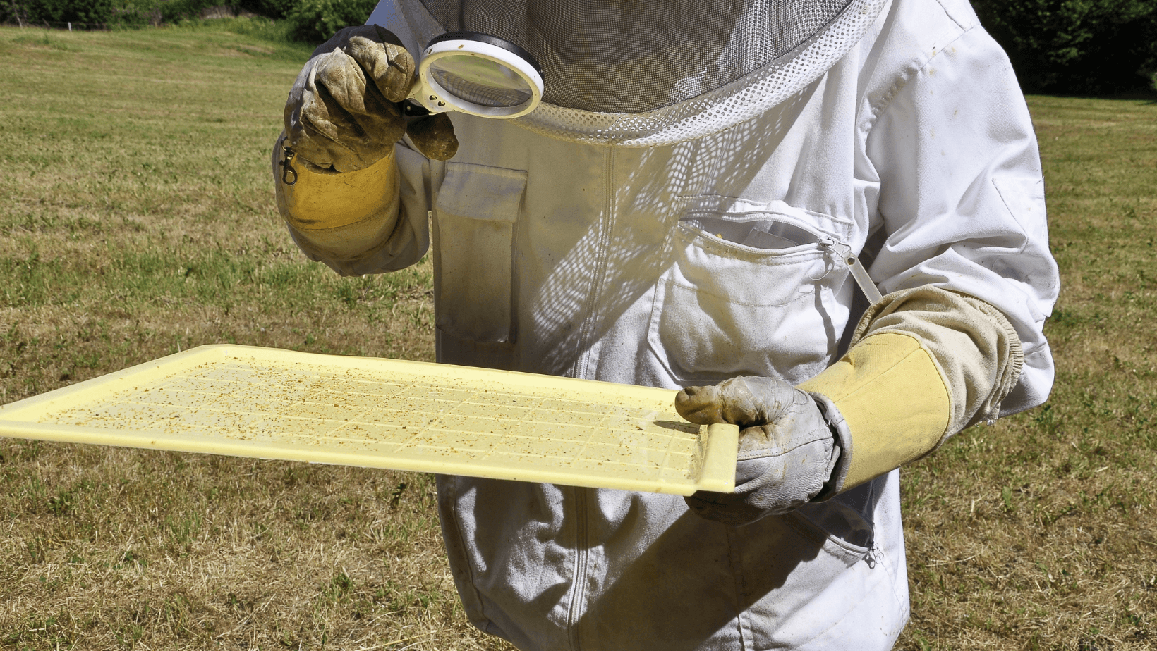 Sistemi passivi per monitorare la varroa