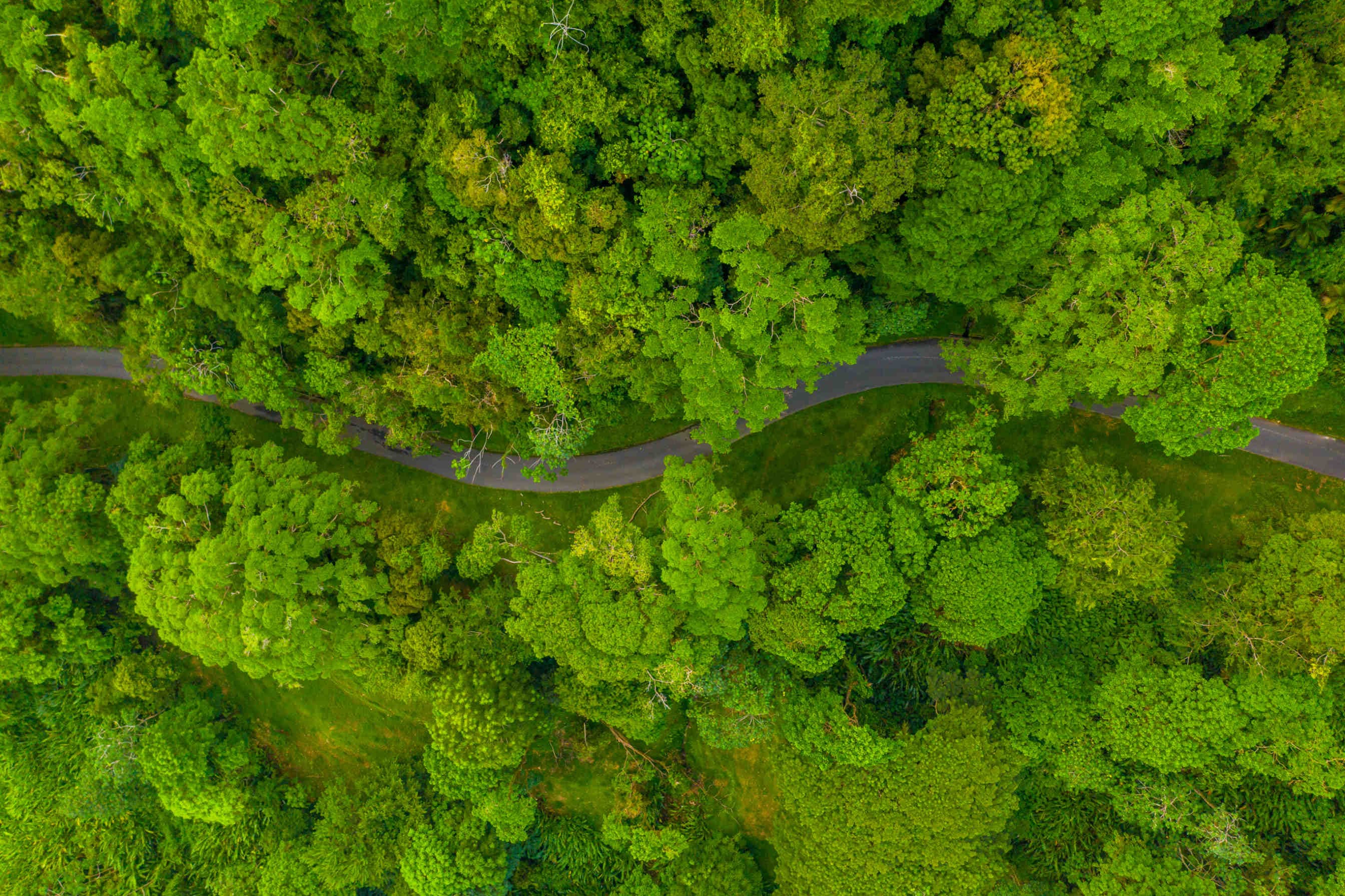 Giornata Internazionale delle Foreste 2024