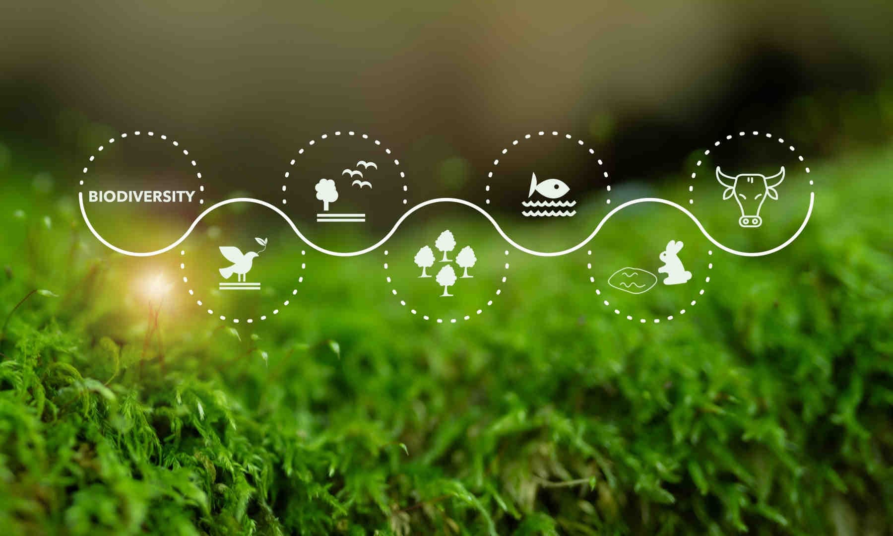 Come integrare la tutela ambientale nella strategia ESG aziendale