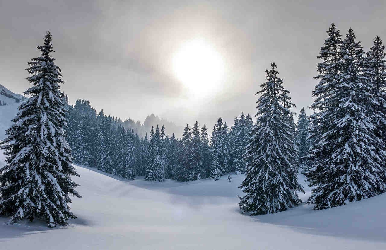 abeti neve