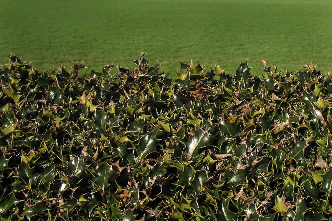 siepi agrifoglio foglie spinose