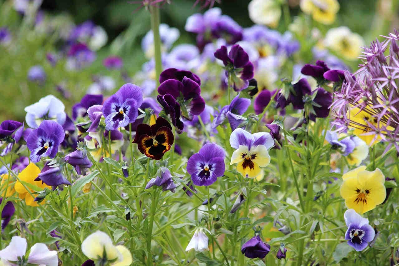viola del pensiero