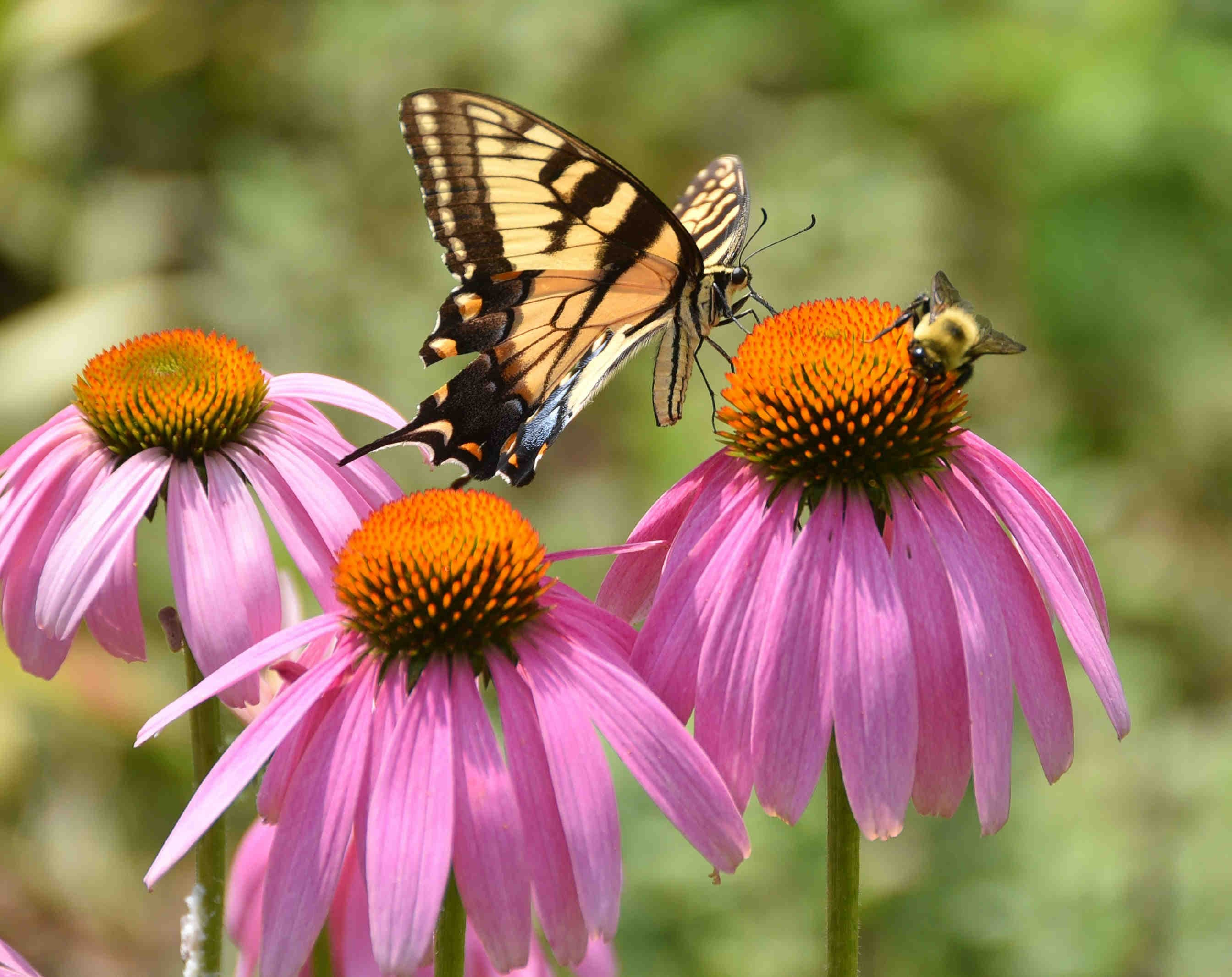 Warum sind bestäubende Insekten wichtig?