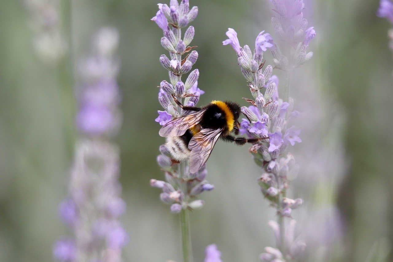 lavanda bombo