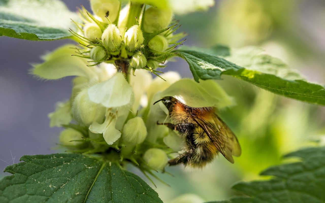 bombo su fiore