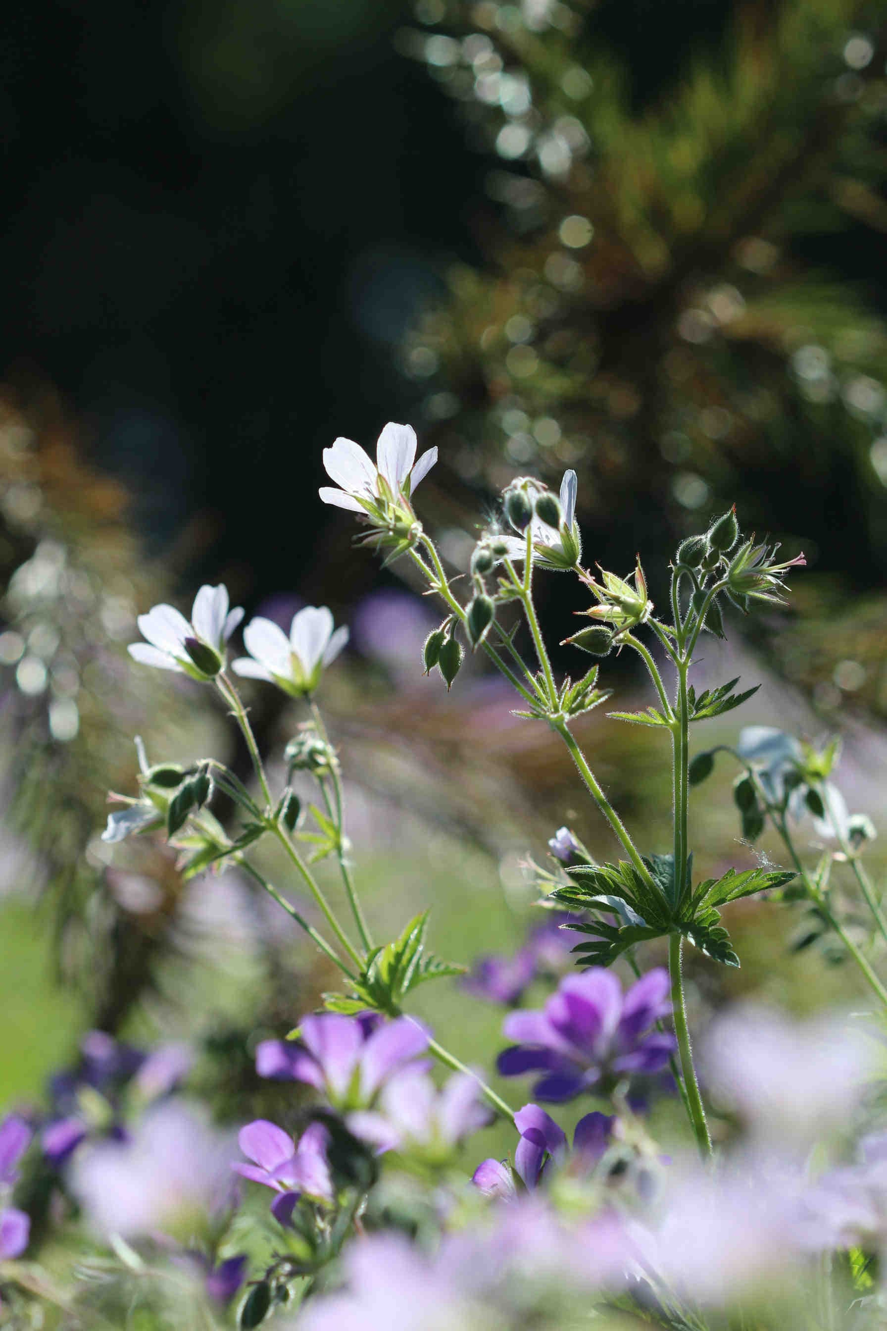 Why regenerate biodiversity?