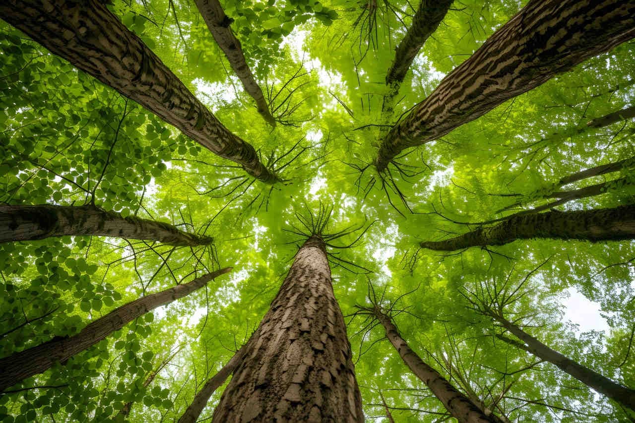 ESRS E4: biodiversità ed ecosistemi