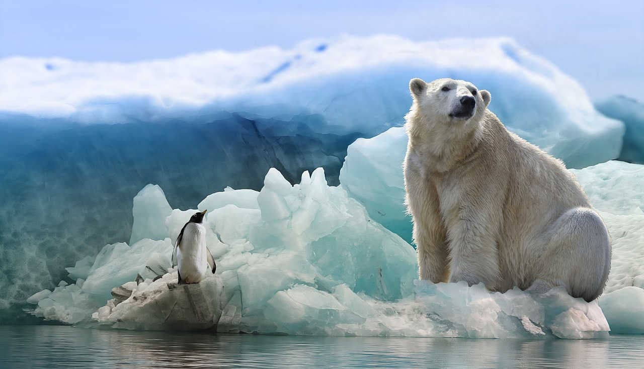 Gli animali che non temono il freddo