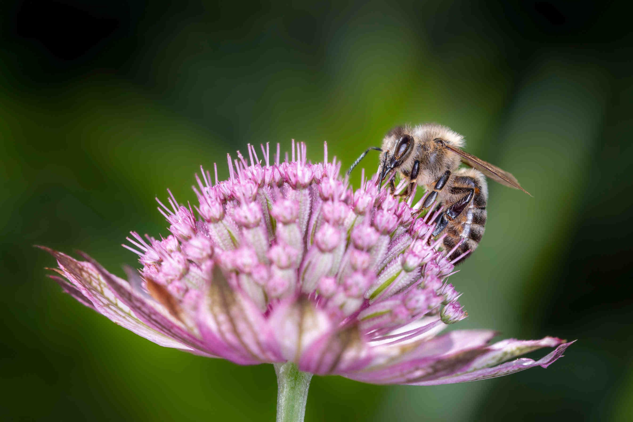 ¿Qué es la biodiversidad?