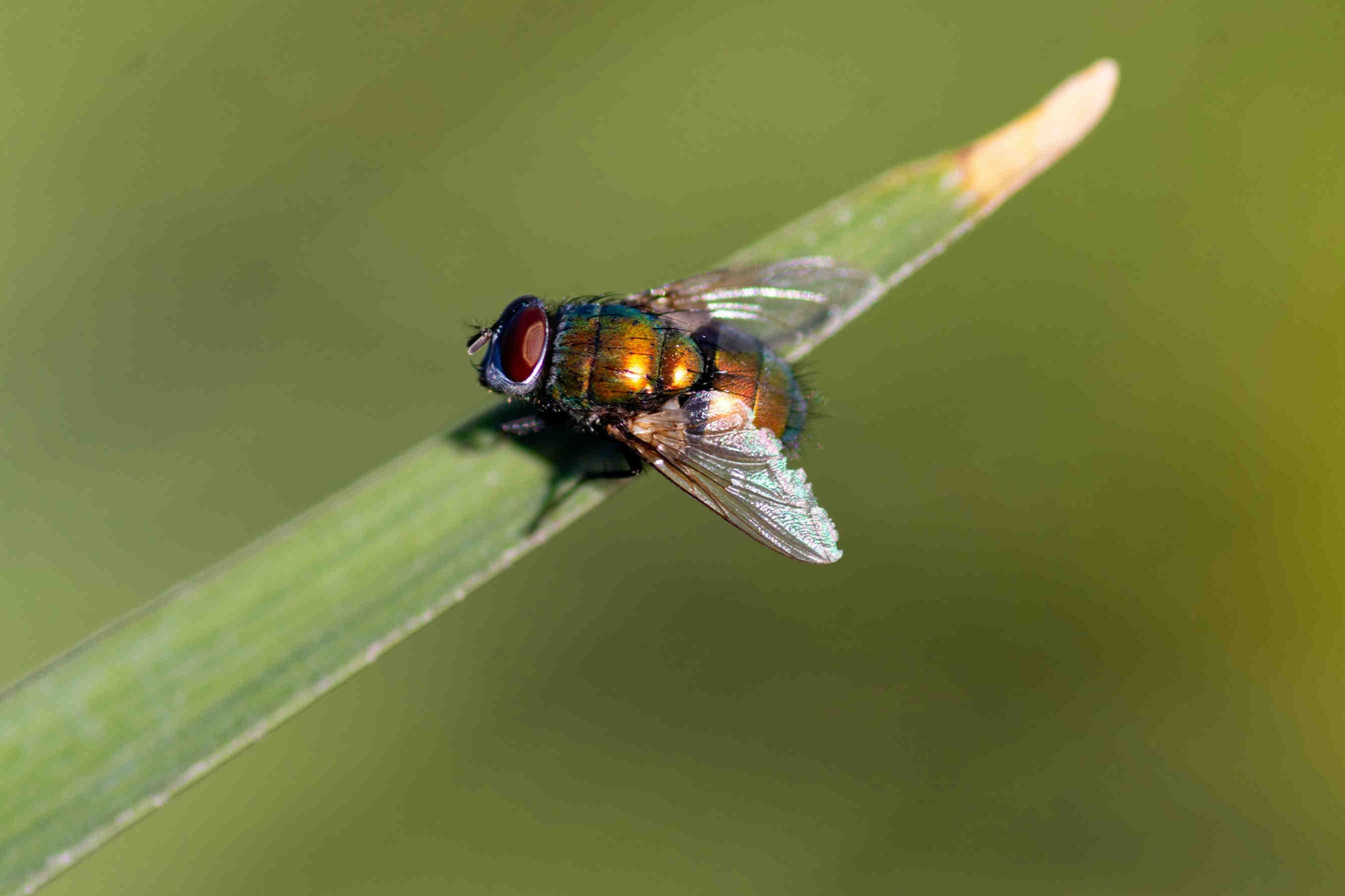 mosca