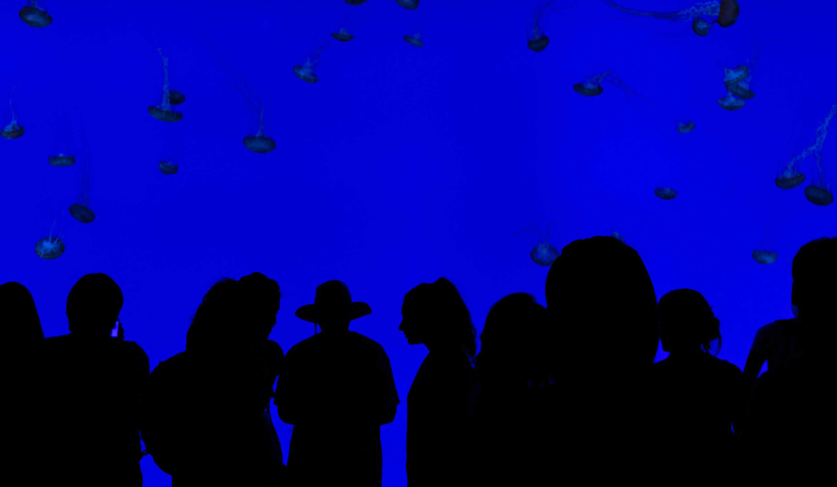 acquario gigantografie
