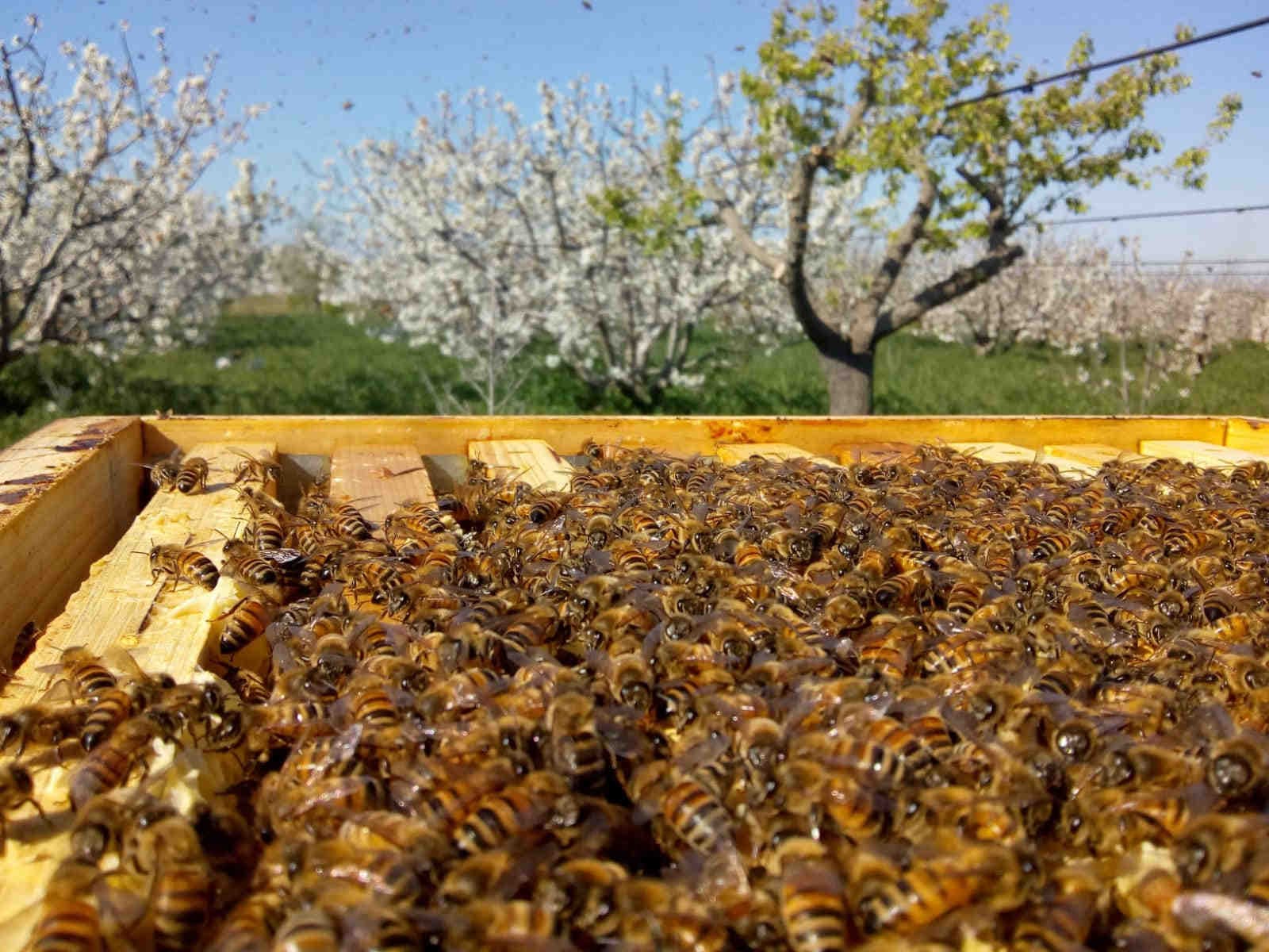 Beekeeping activities in Apulia
