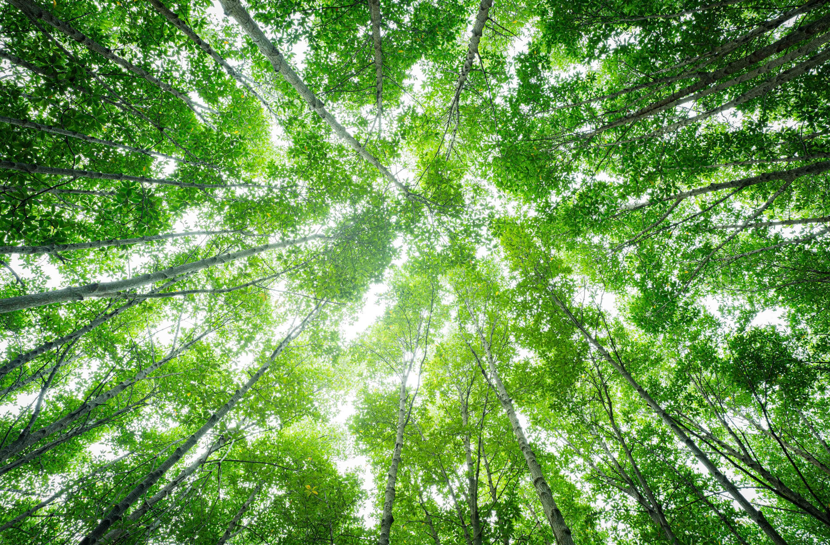 alberi