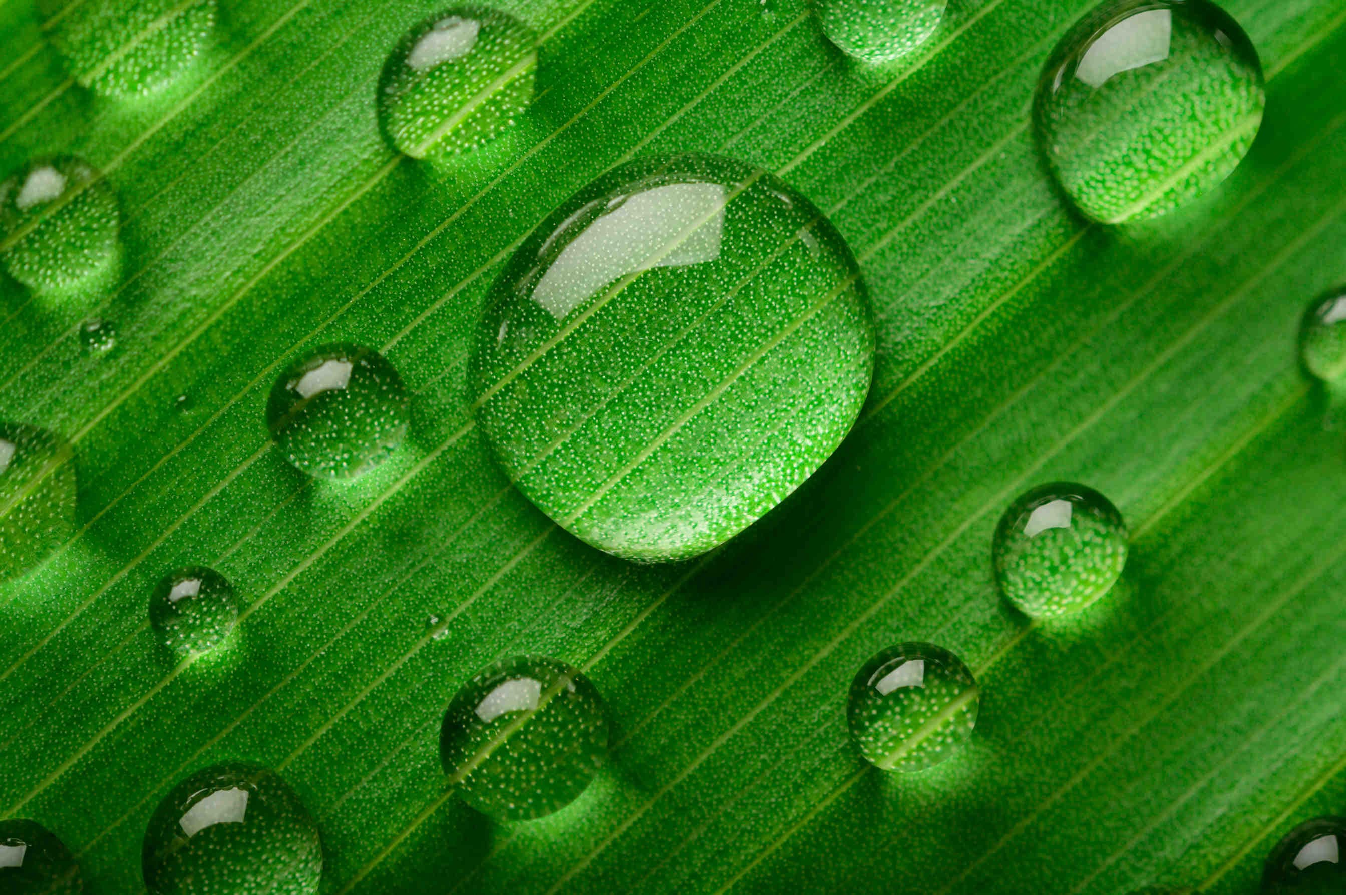 La durabilité environnementale comme pilier de l'entreprise