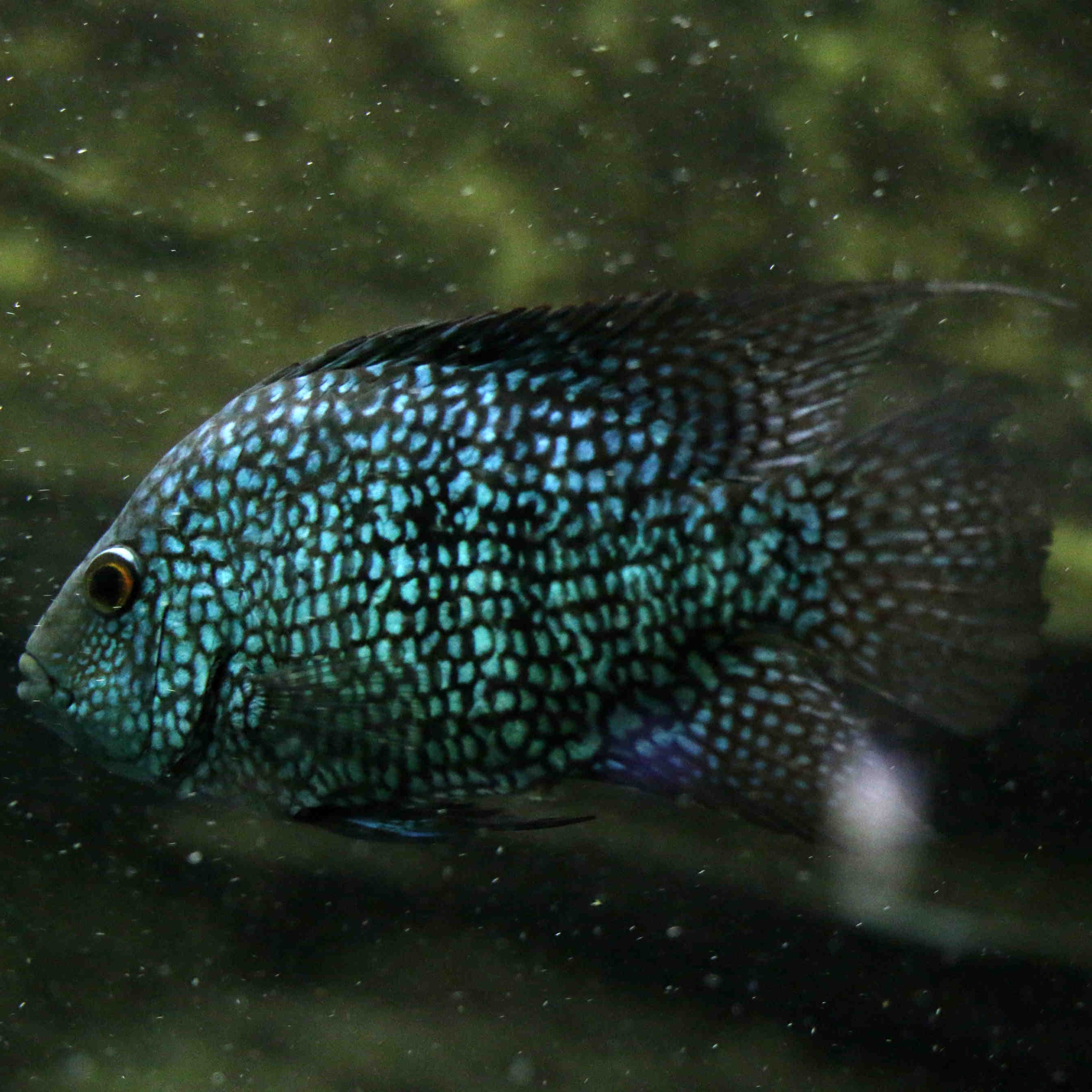 pesce blu