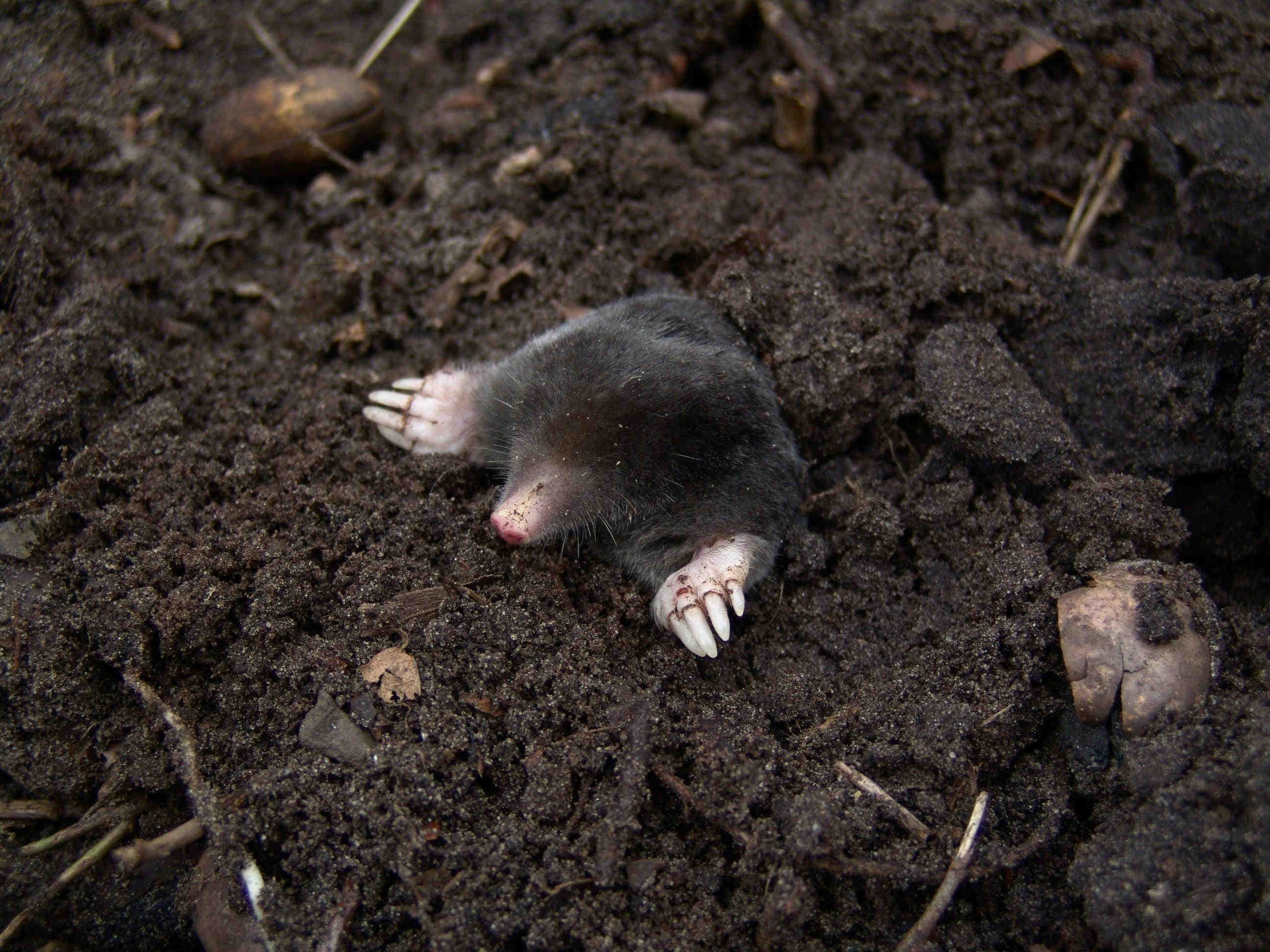 Come le specie compensano la mancanza di luce