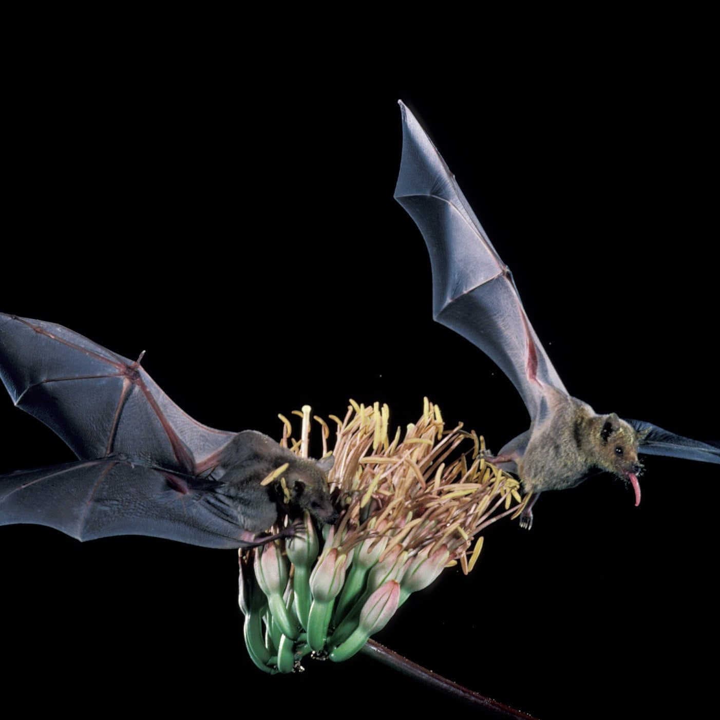 pipistrello impollinatore