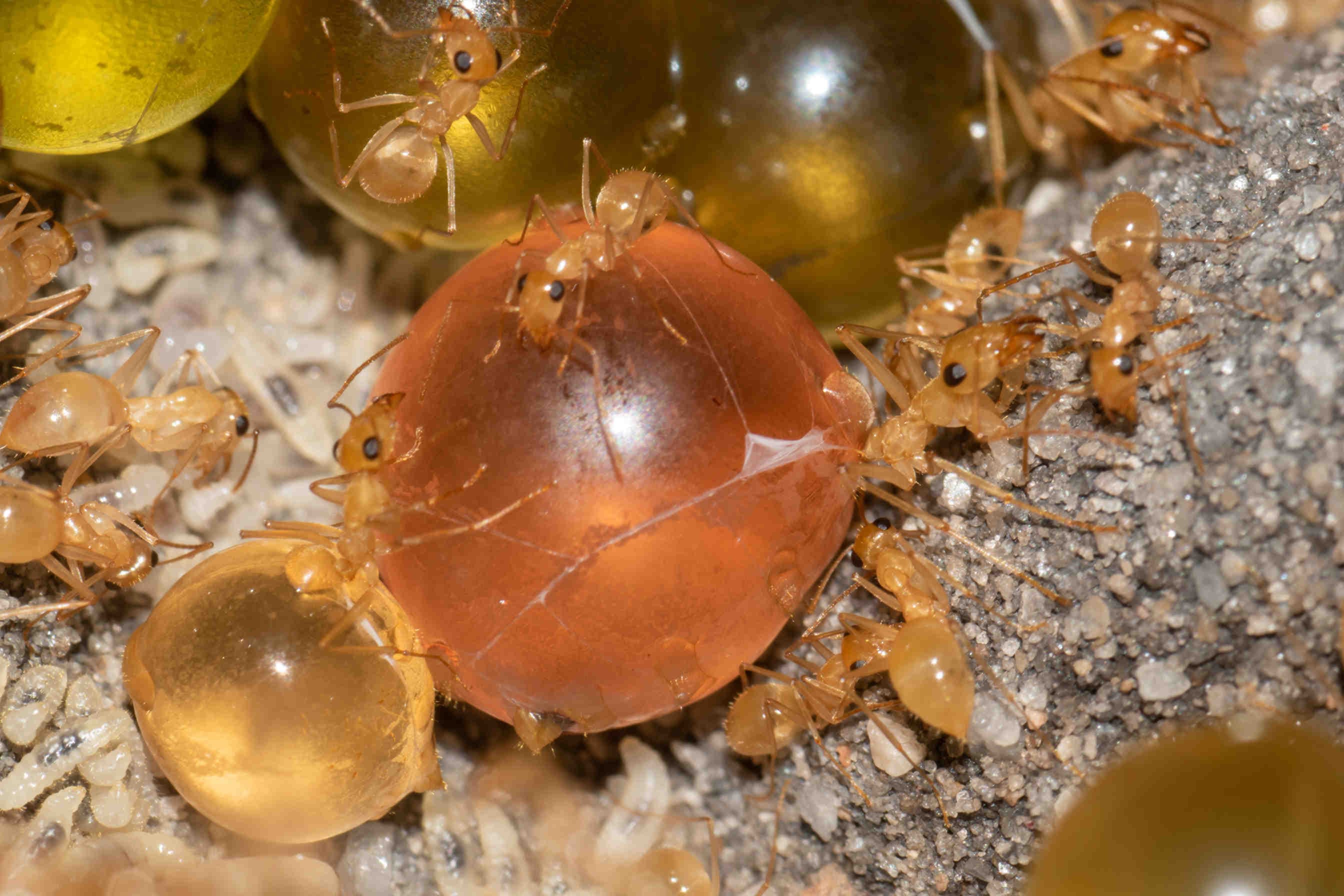 3bee-blog-eccezionale-organizzazione-sociale