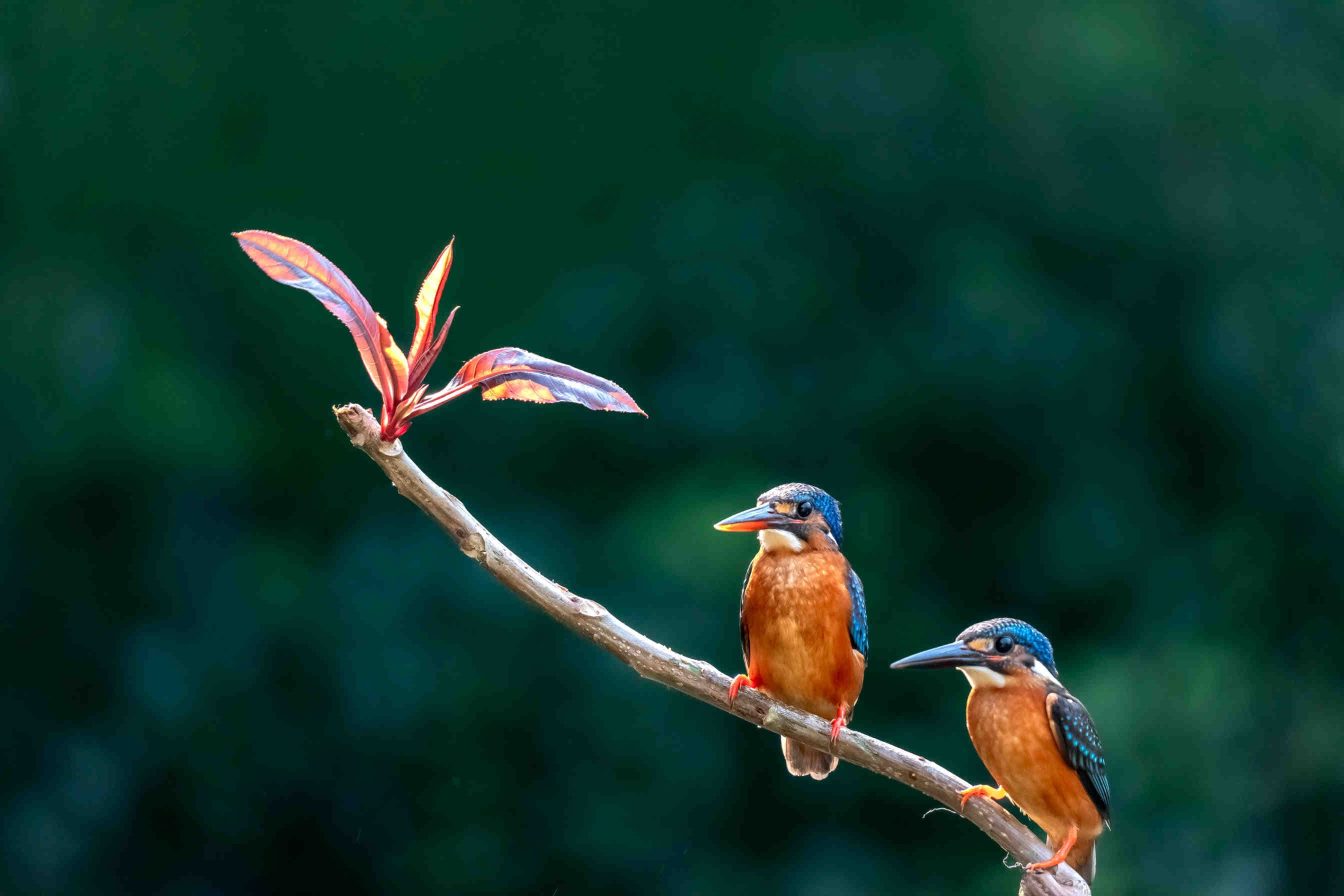 biodiversità uccelli