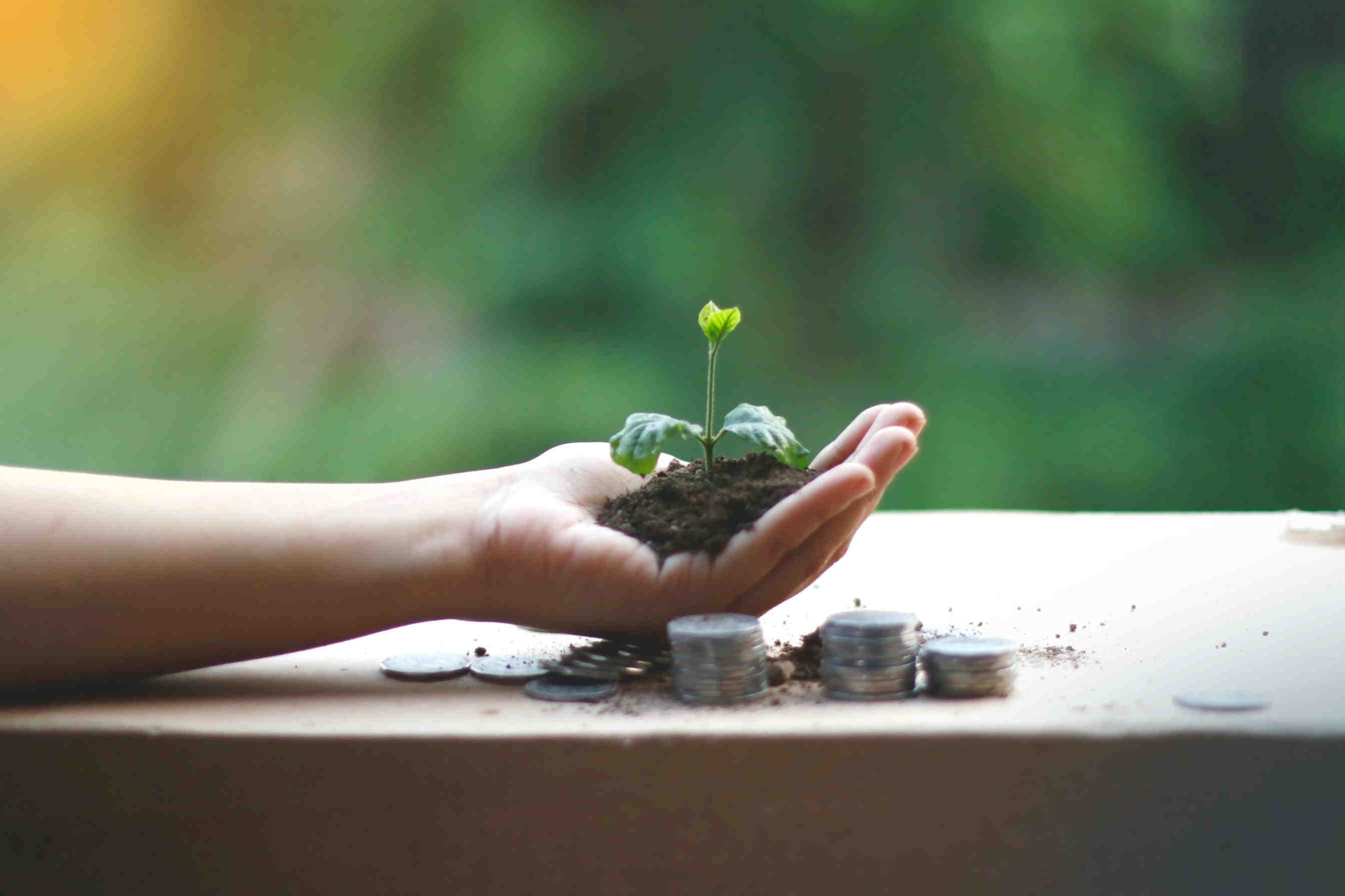 3bee-blog-2026-il-tema-e-foreste-ed-economie