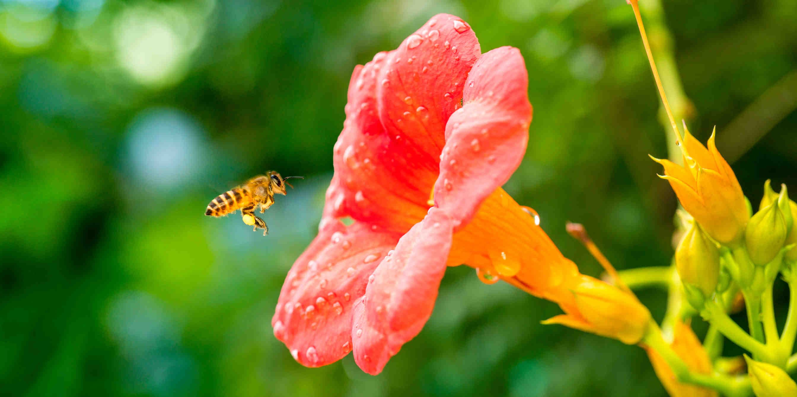 WHY HELP THE BEES?