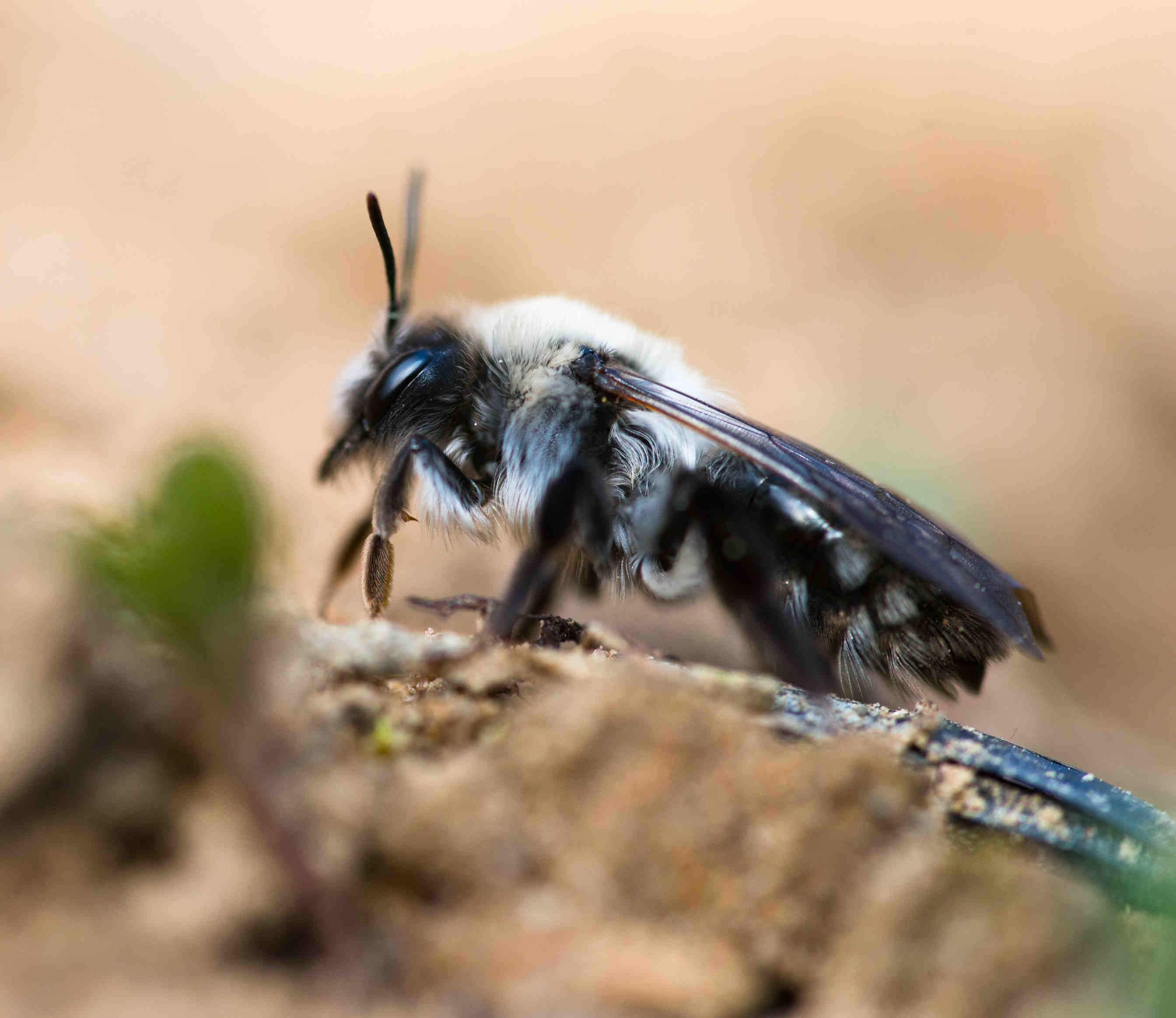 Cross-Pollination