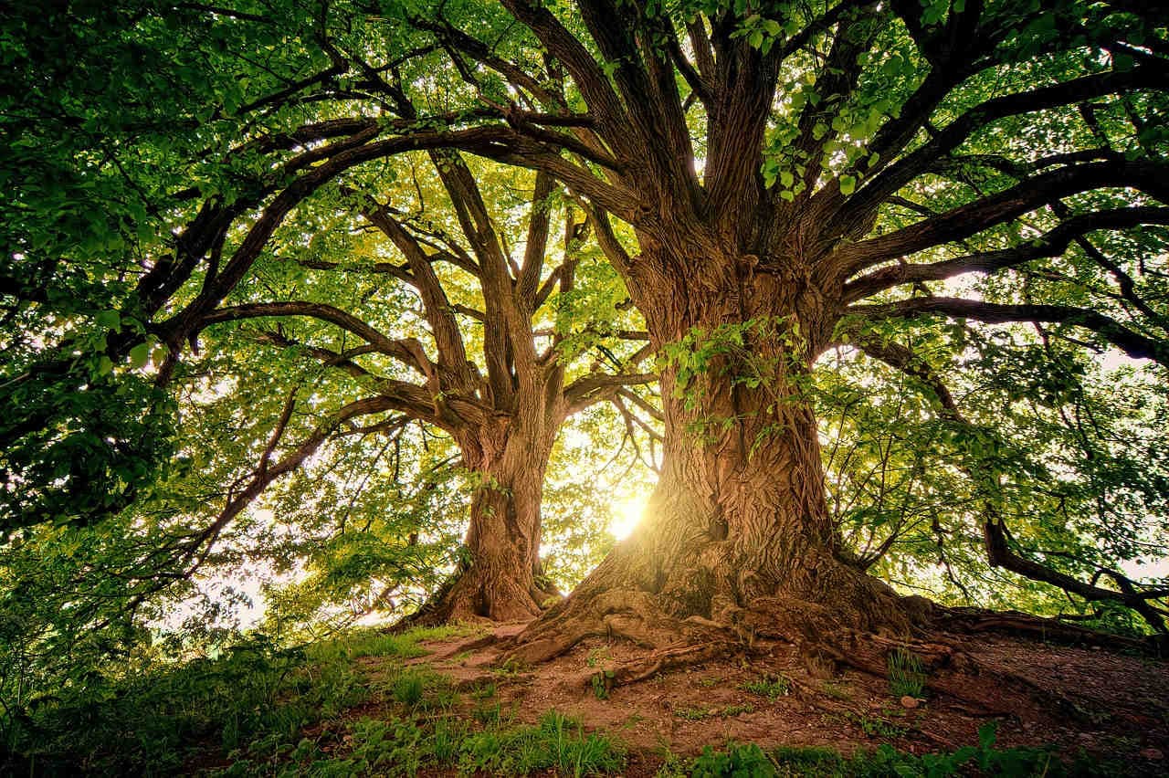 alberi