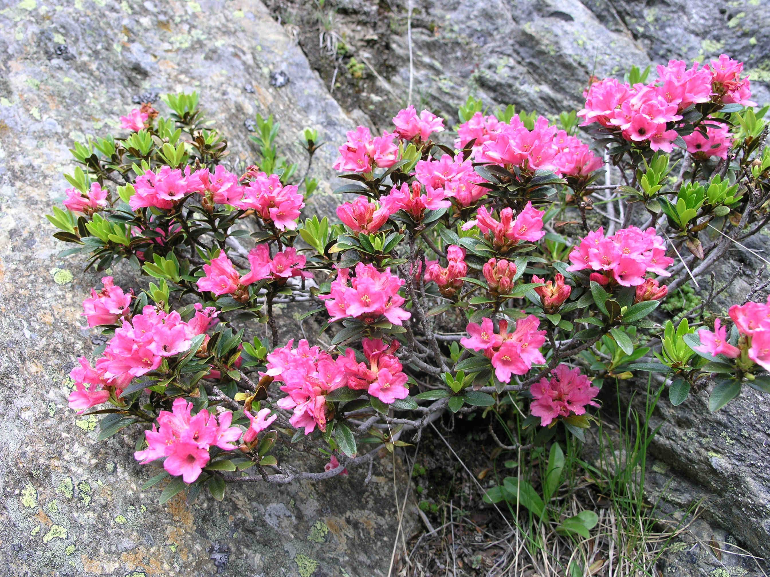 rododendro autoctono