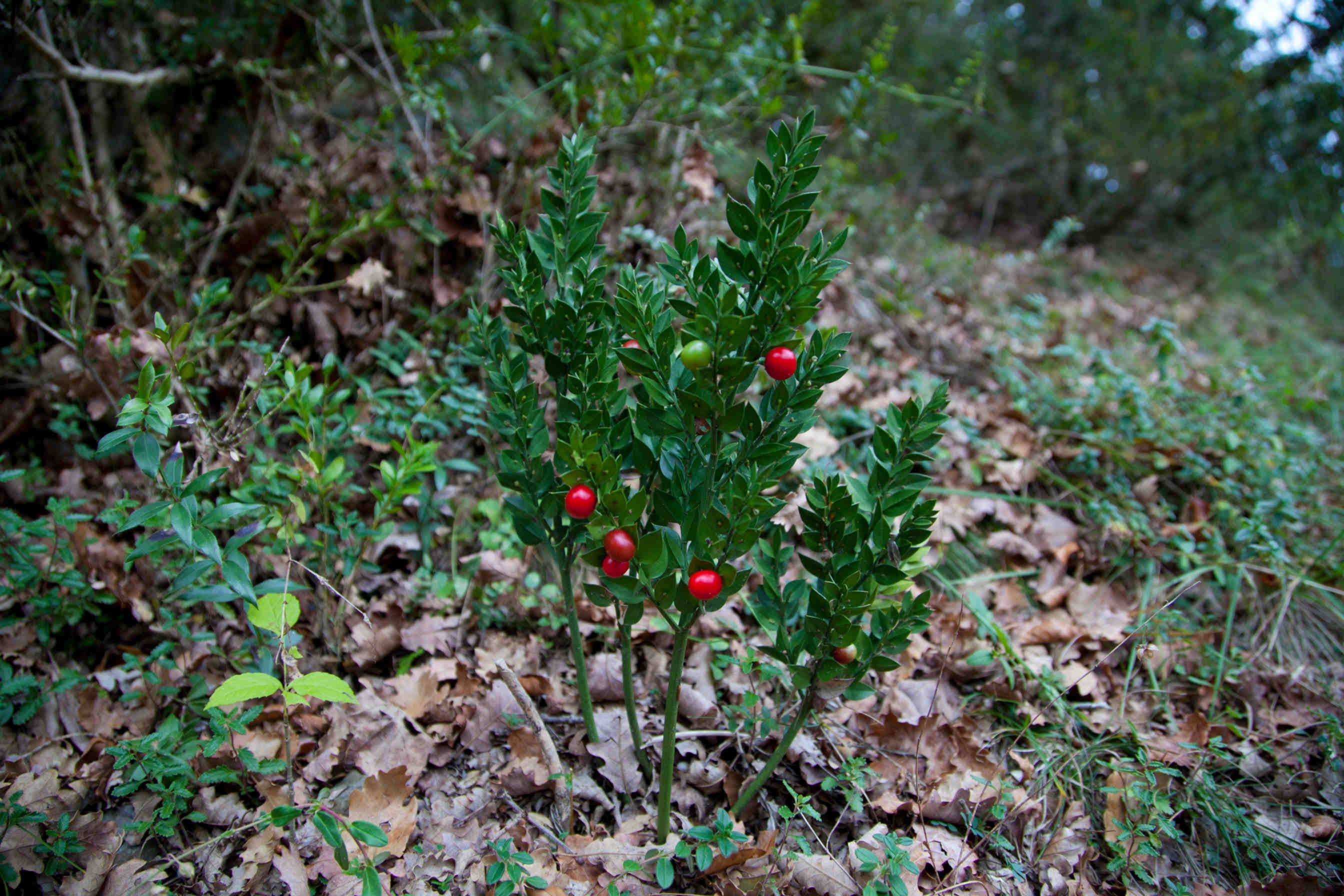 pungitopo sottobosco