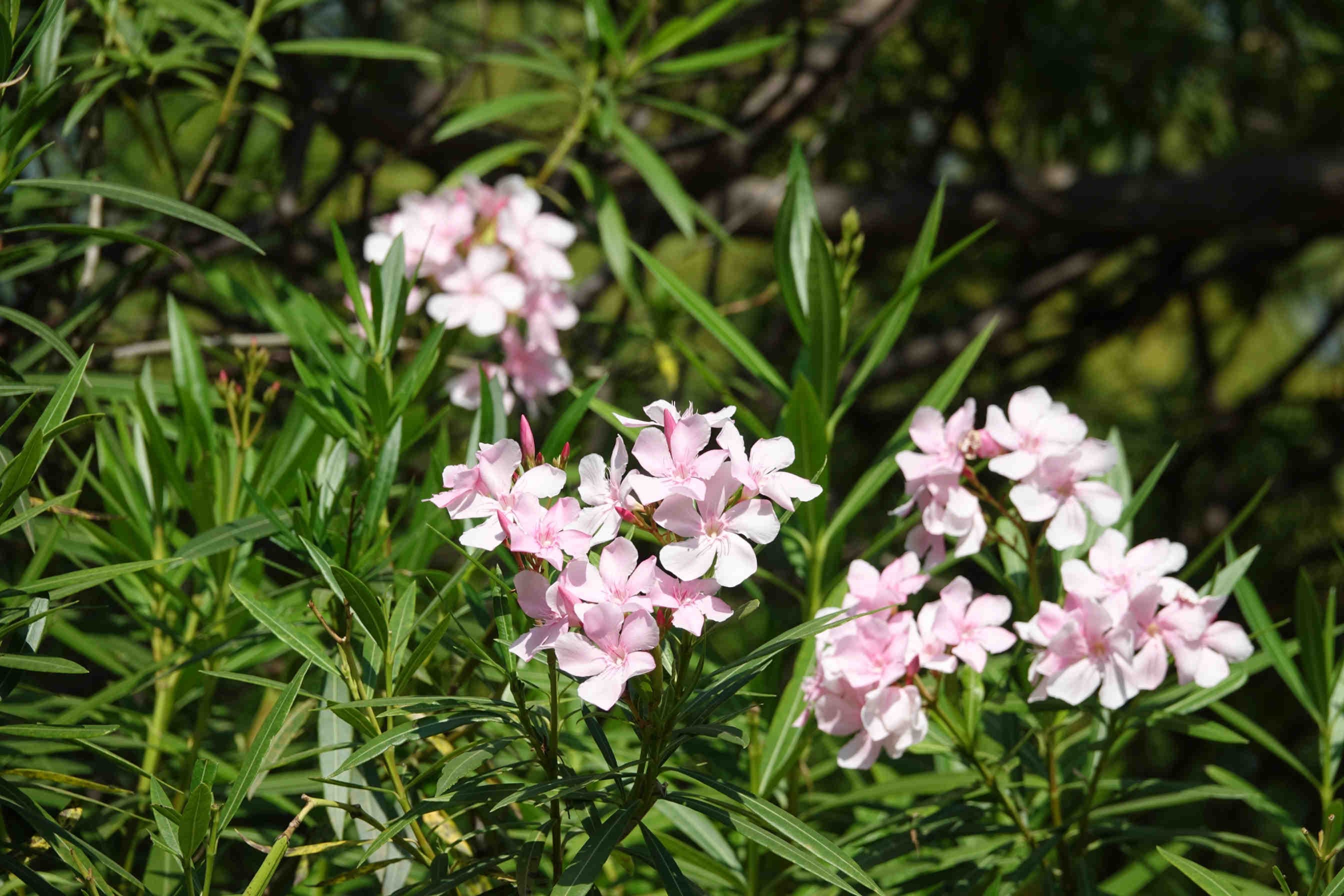 3bee-blog-la-saponaria-un-fiore-dallo-straordinario-adattamento
