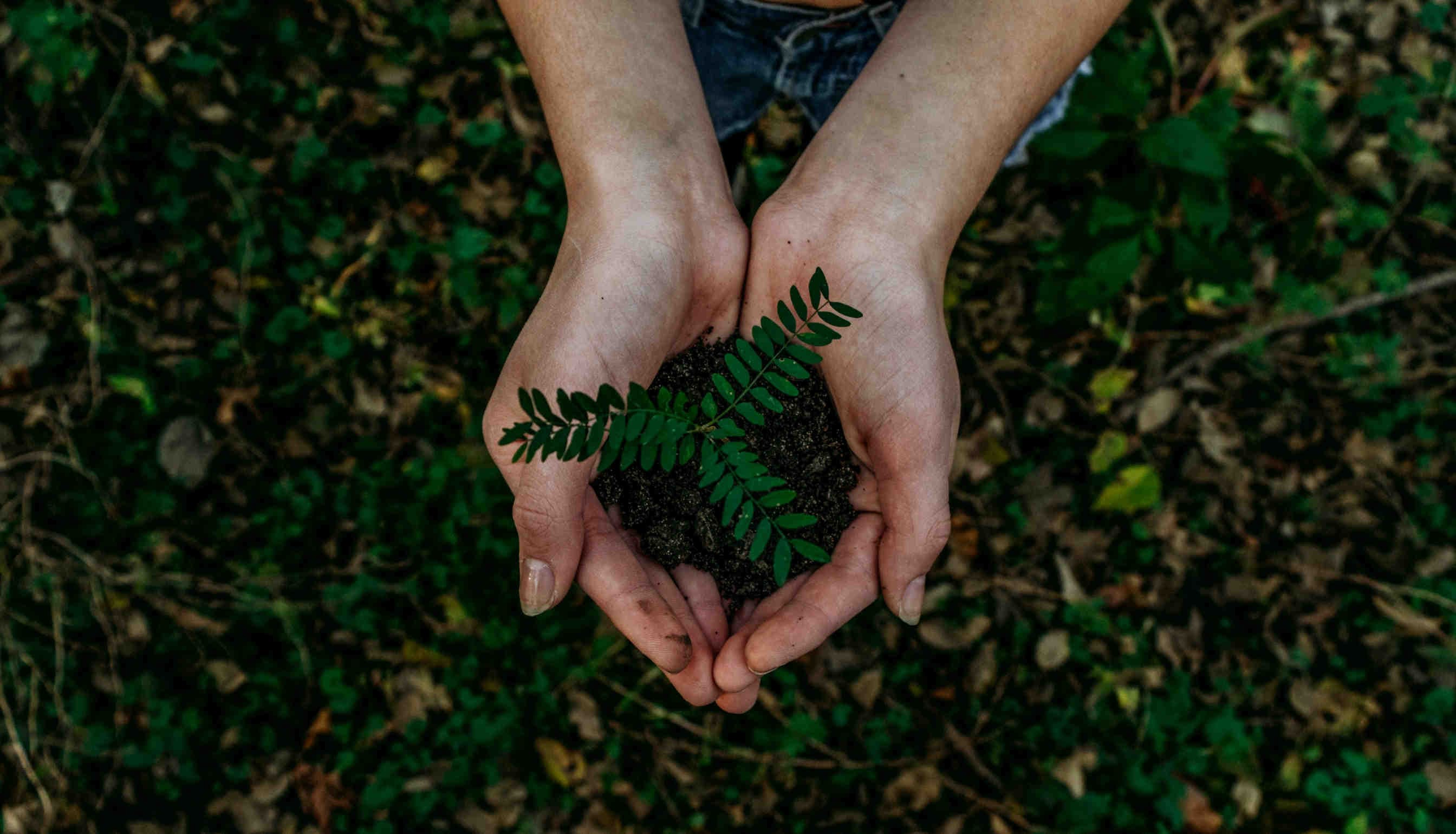 Cosa sono i servizi ecosistemici: il valore intrinseco della natura