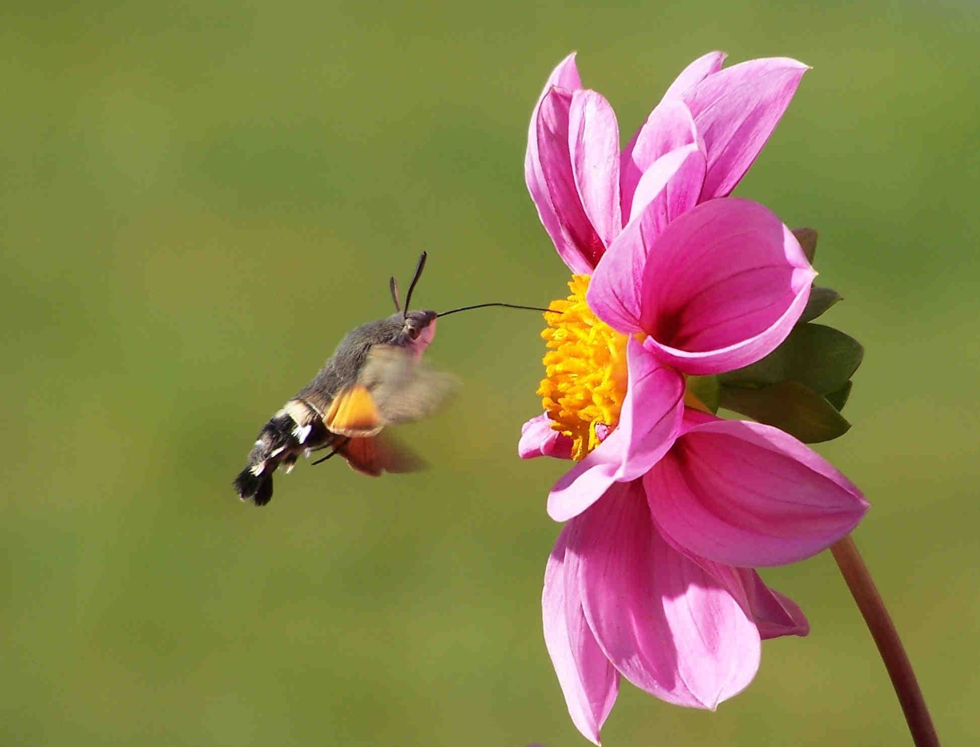 Macroglossum stellatarum: la falena italiana più popolare