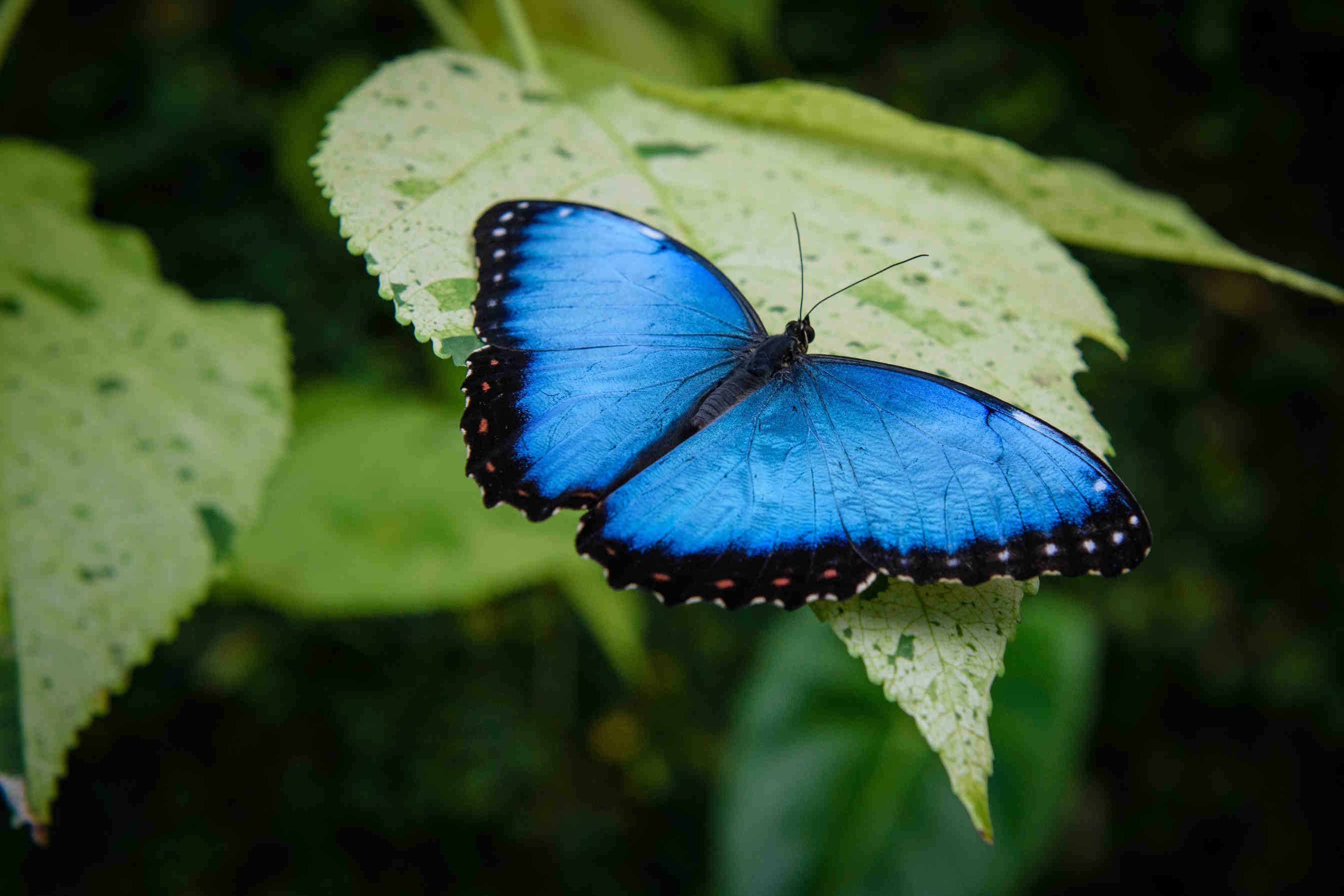 Morfo Blu