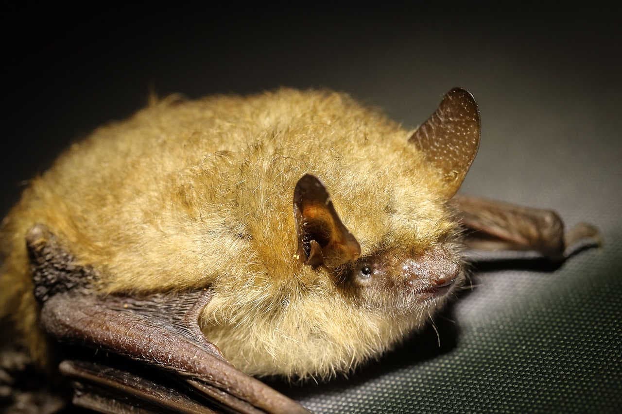 Il mimetismo acustico come difesa dai pipistrelli