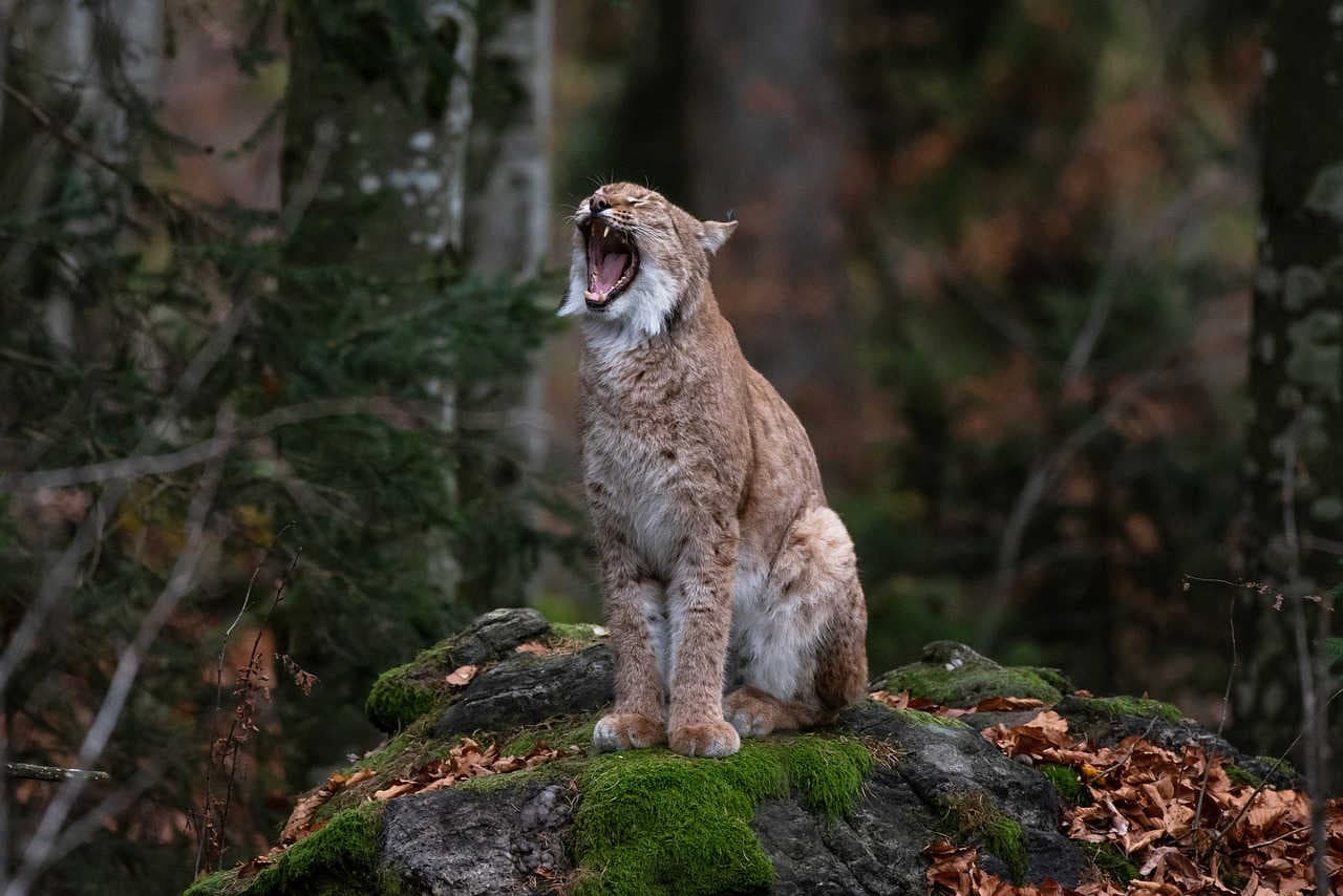nemici della lince