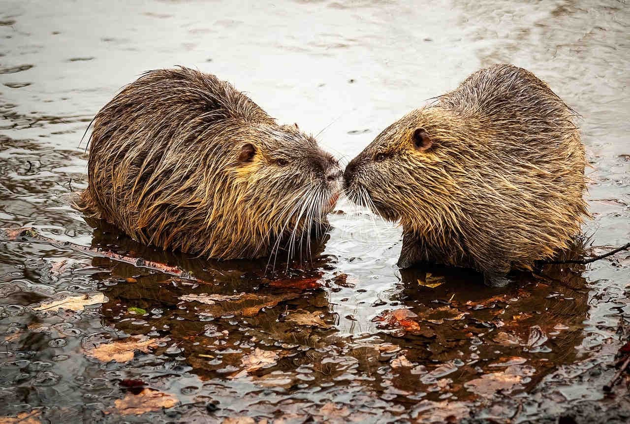 deux castors dans l'eau